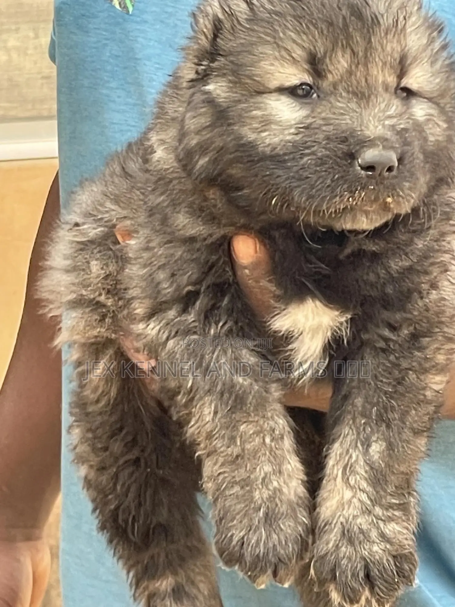 1-3 months Female Purebred Caucasian Shepherd