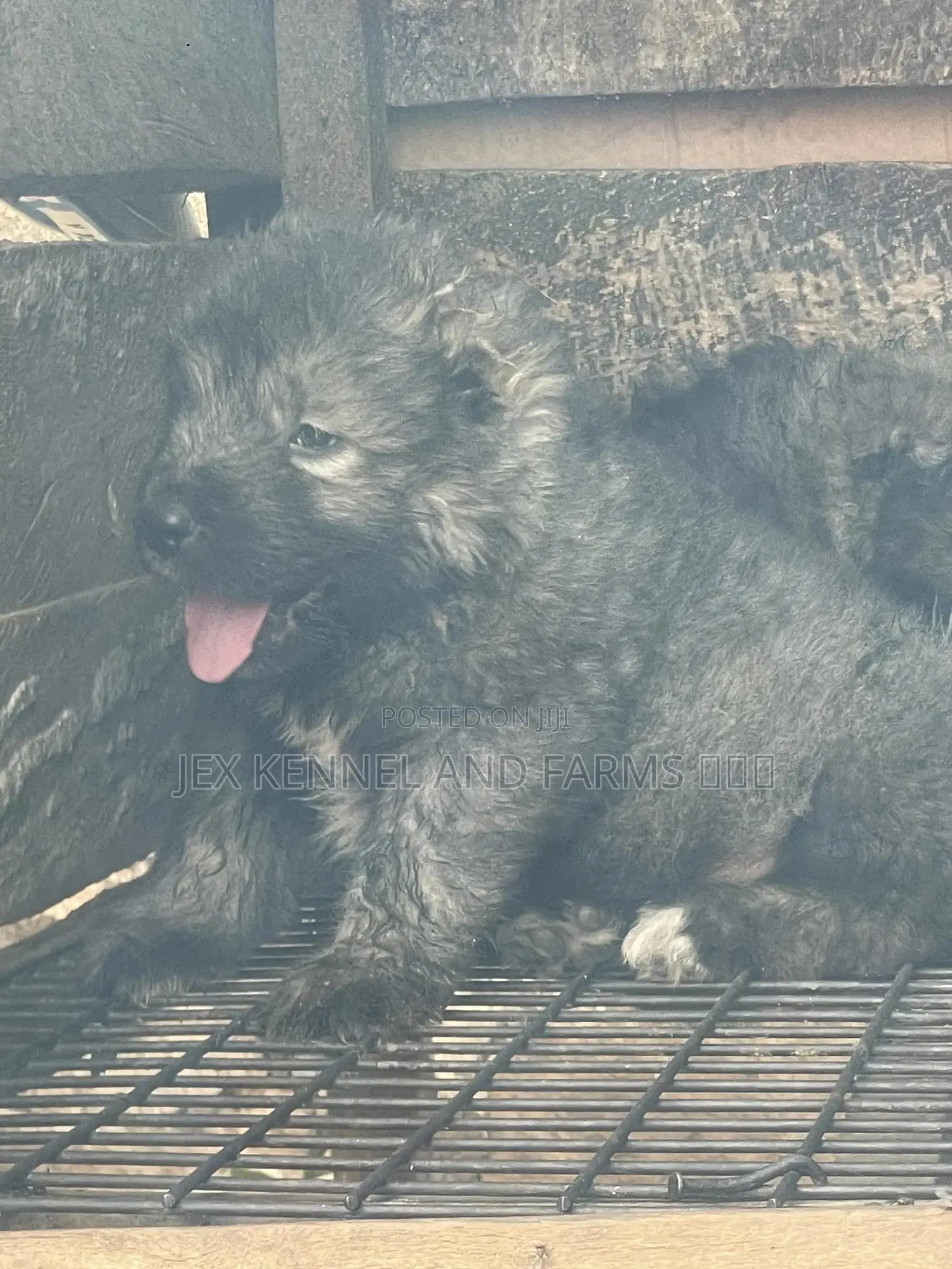 1-3 months Female Purebred Caucasian Shepherd