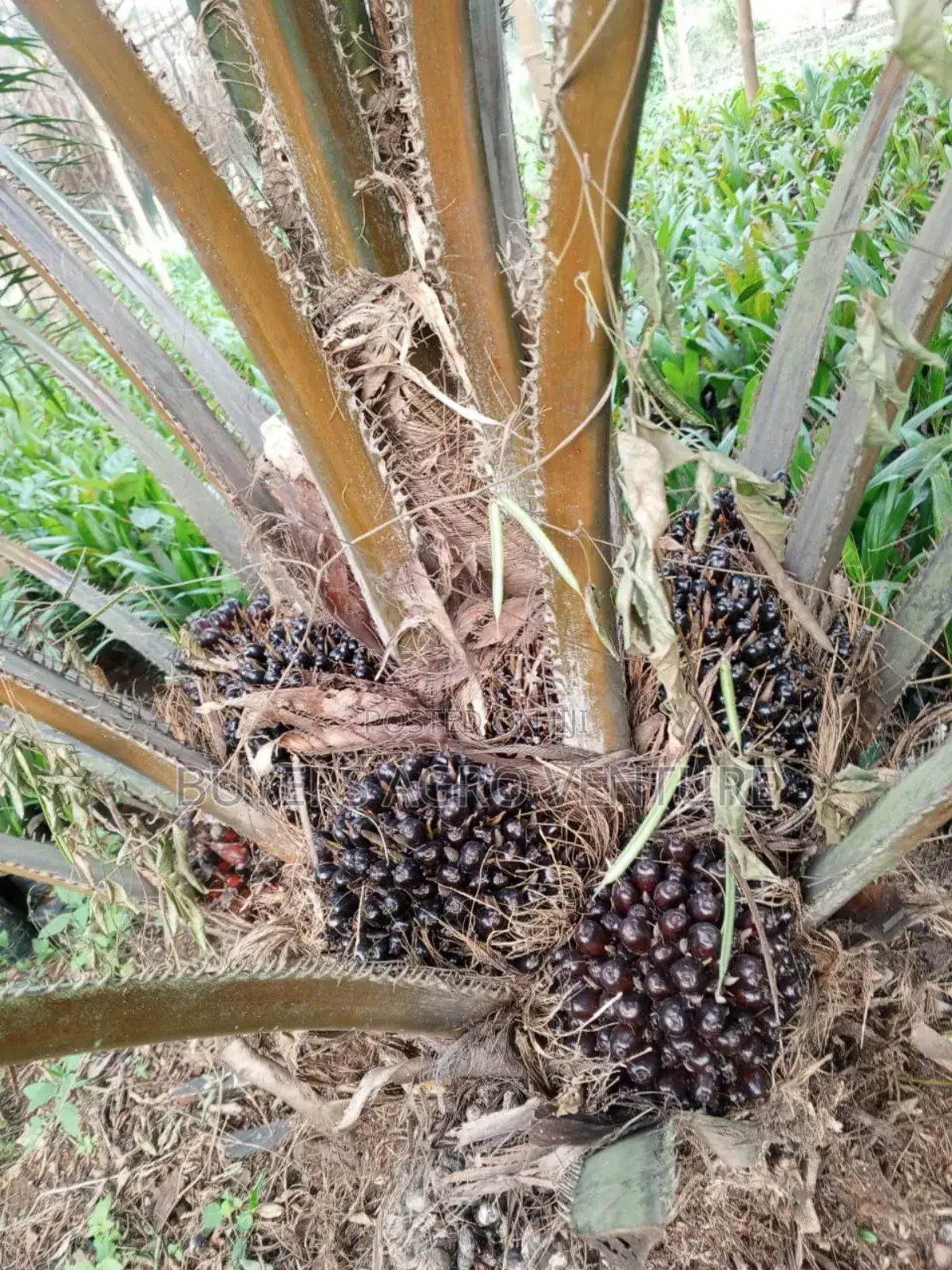 Invest in Your Future With Our High-Yield Palm Oil Seedlings.