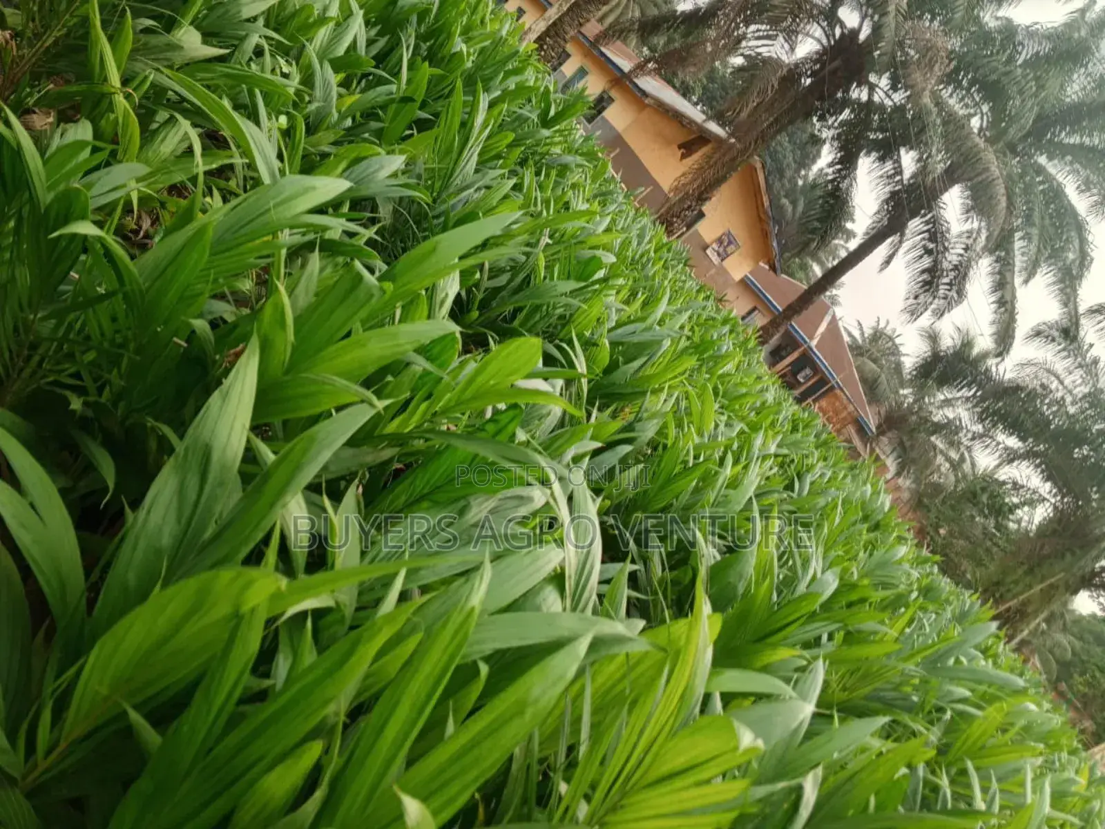 Invest in Your Future With Our High-Yield Palm Oil Seedlings.