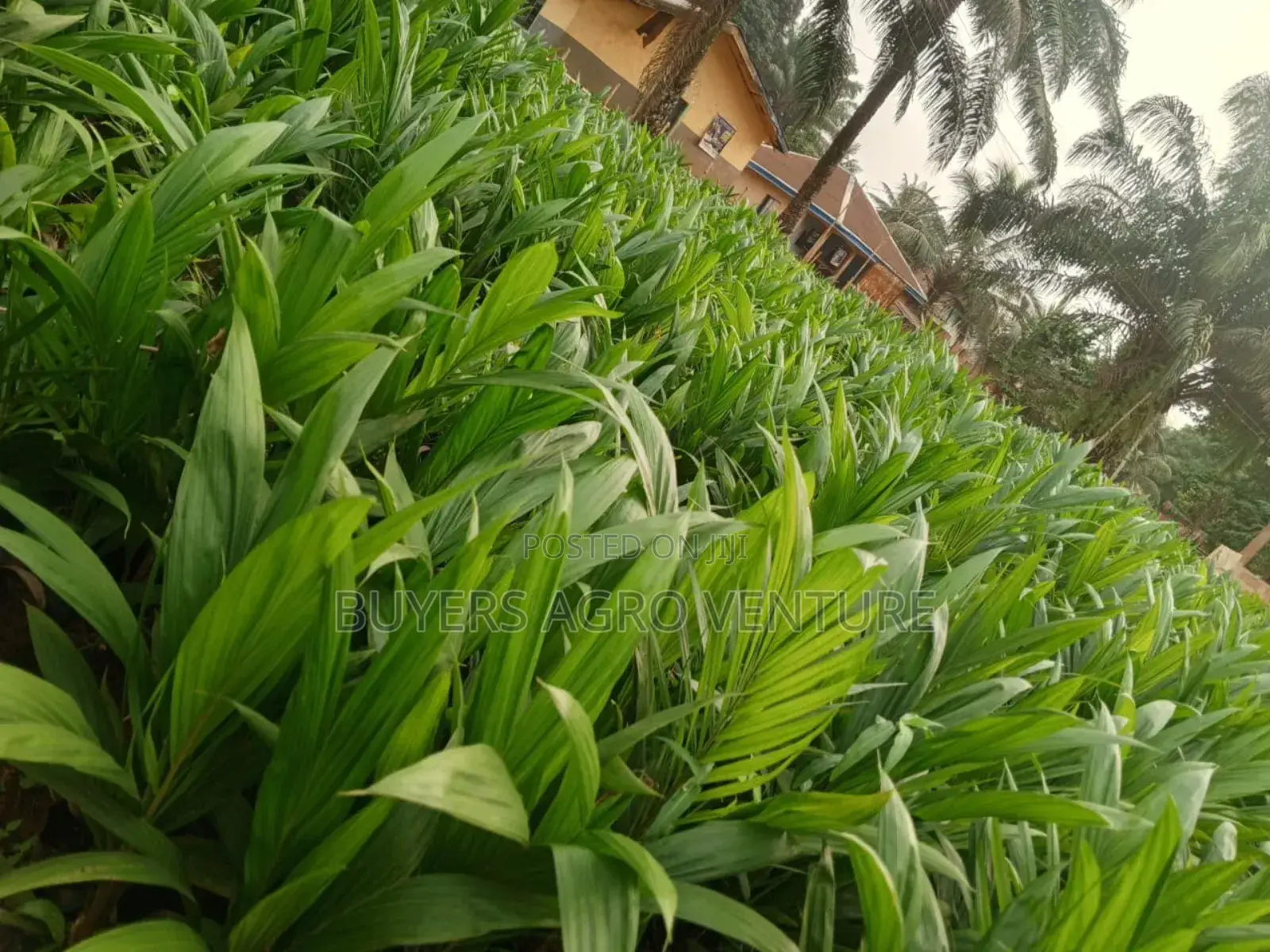 Invest in Your Future With Our High-Yield Palm Oil Seedlings.
