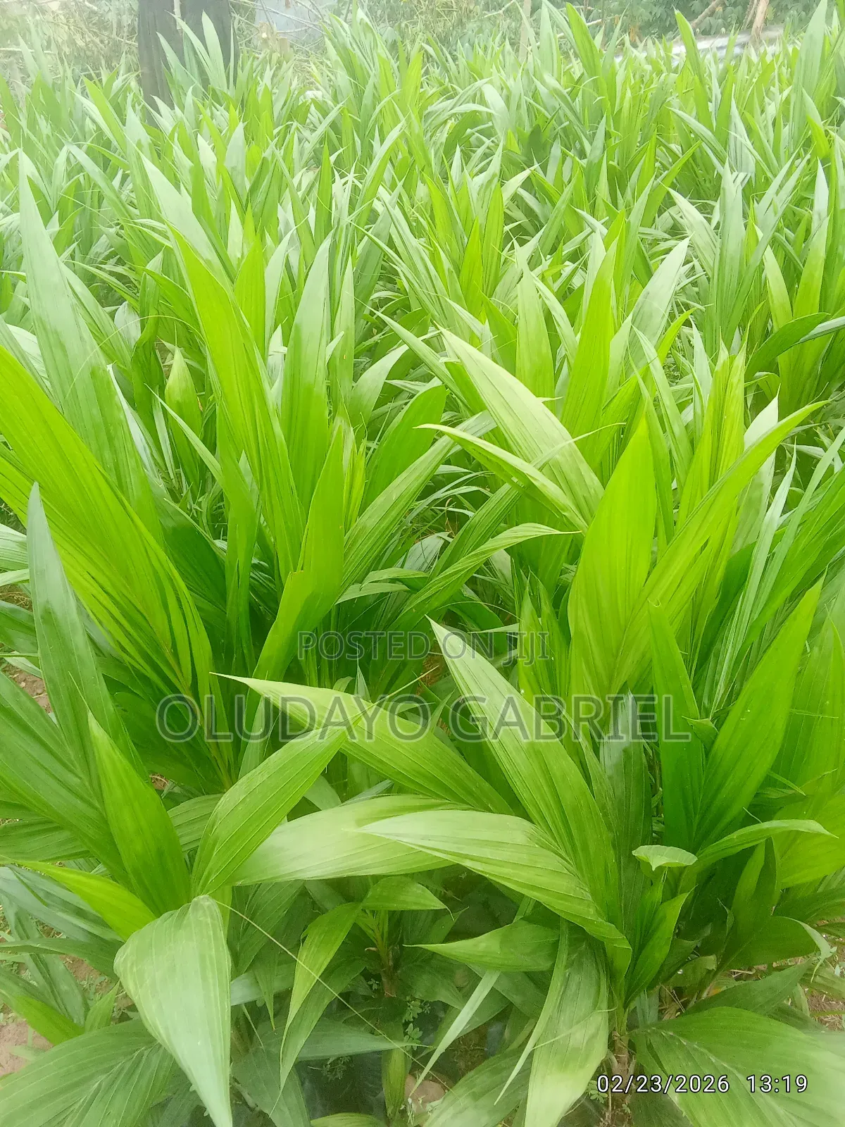 Oil Palm Supergene Seedlings for Sale