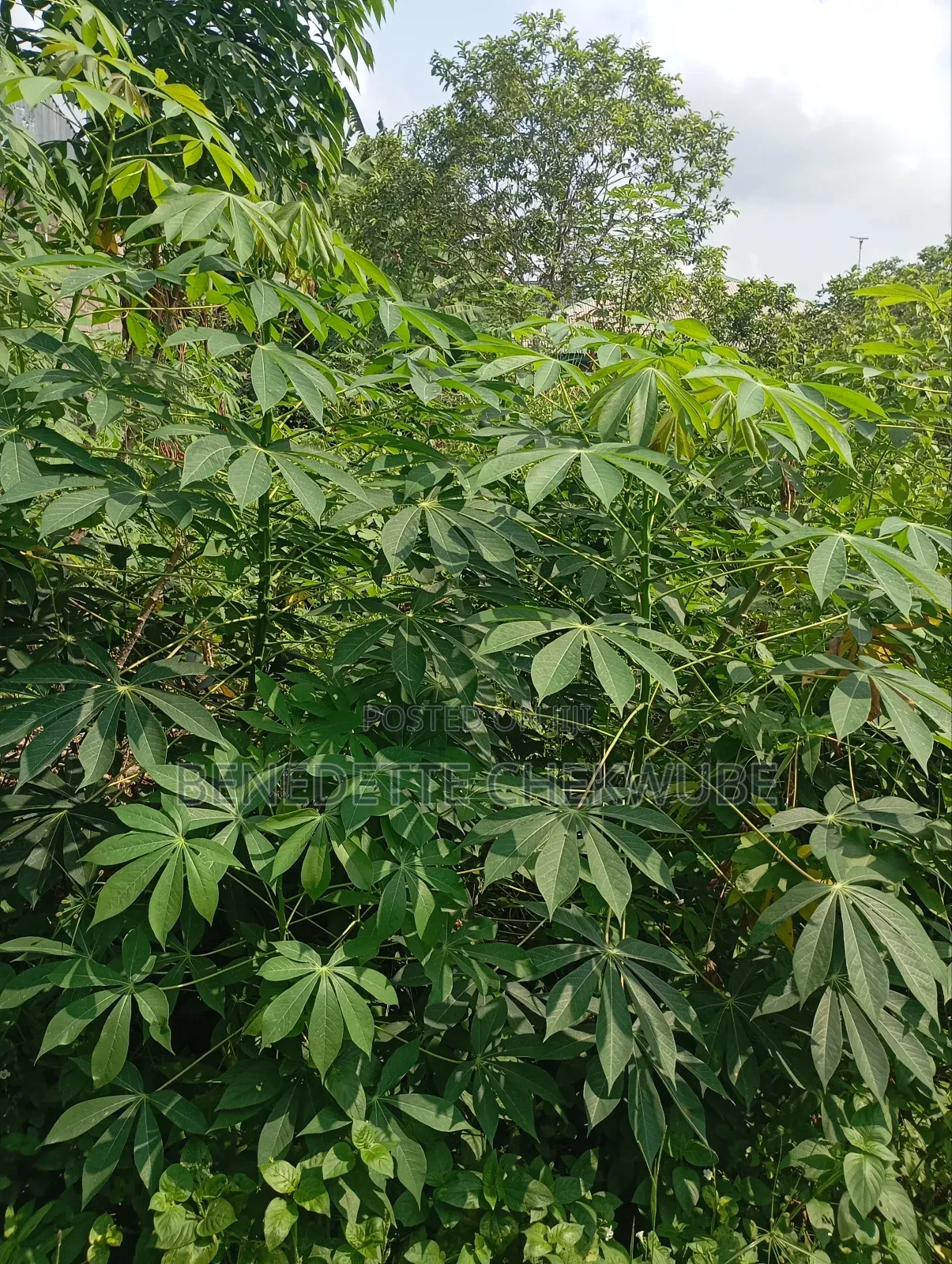 For Sale: One Plot of Land