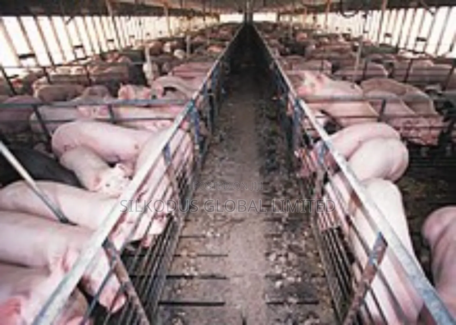 Automated Pig Farm Expert