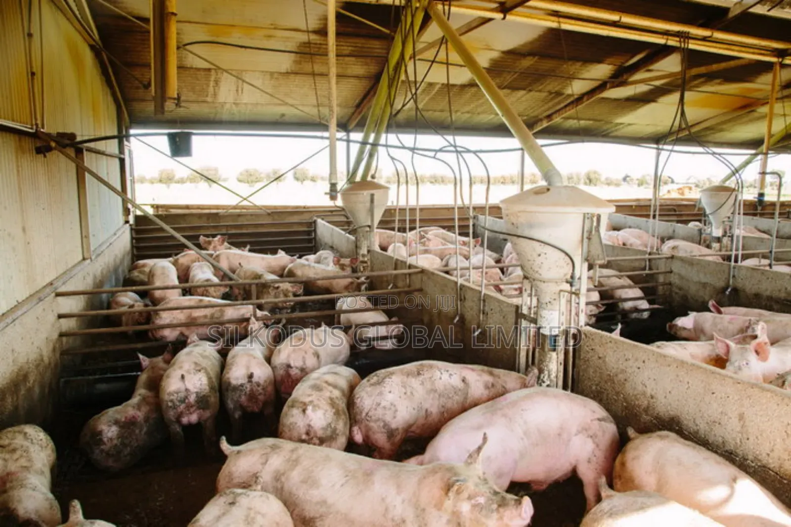 Automated Pig Farm Expert