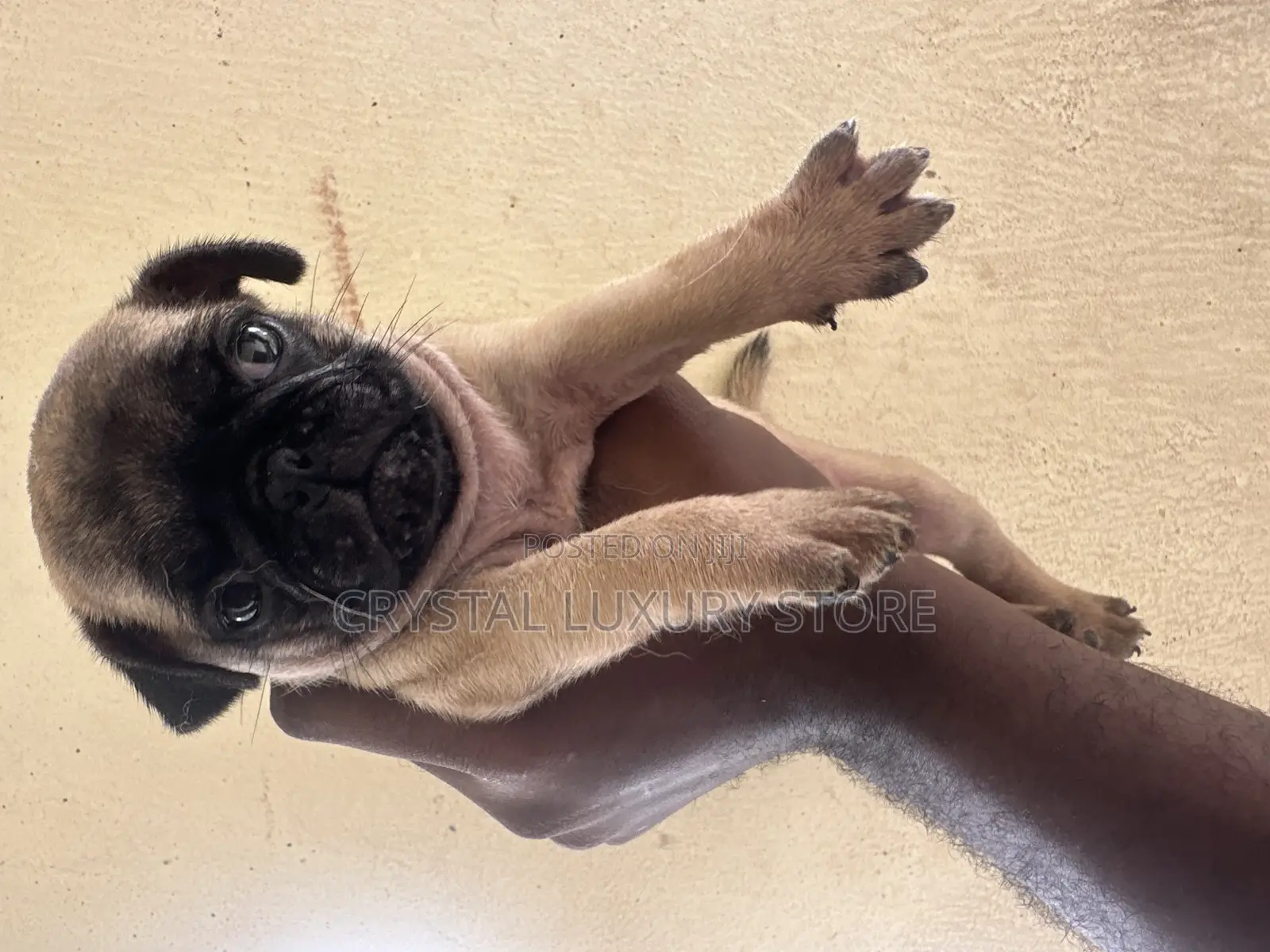 1-3 months Female Purebred Pug