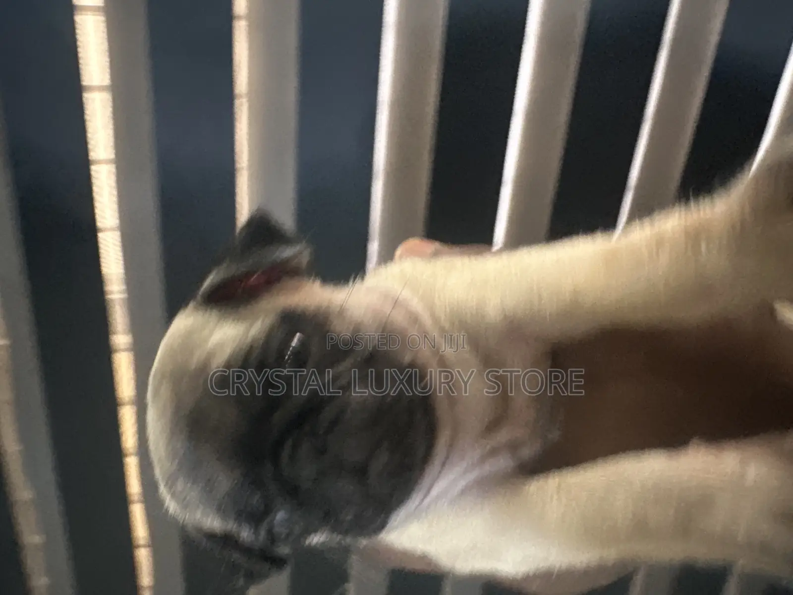 1-3 months Female Purebred Pug