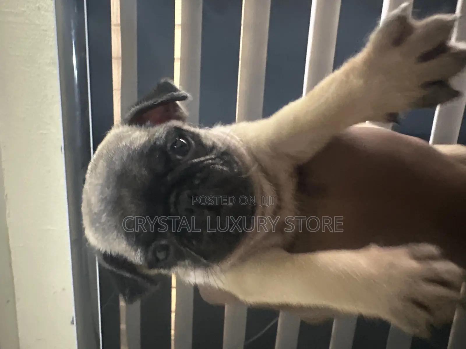 1-3 months Female Purebred Pug