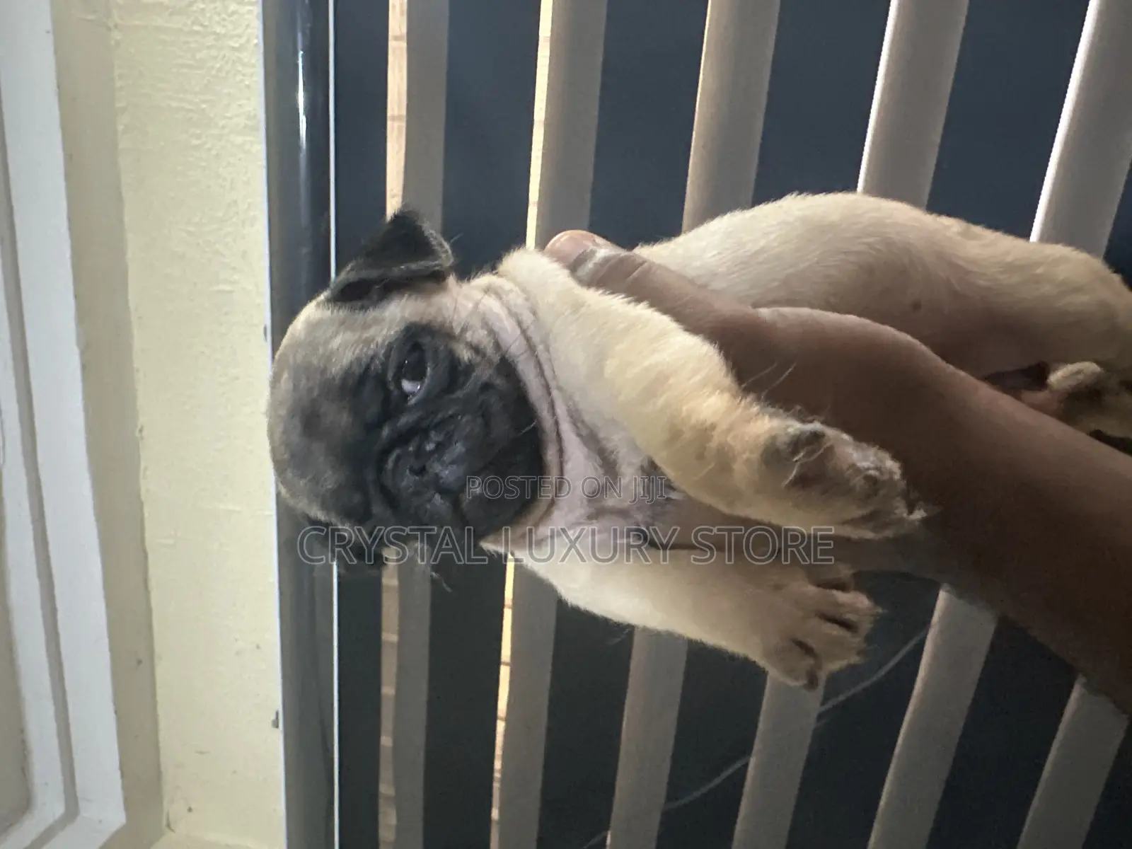 1-3 months Male Purebred Pug