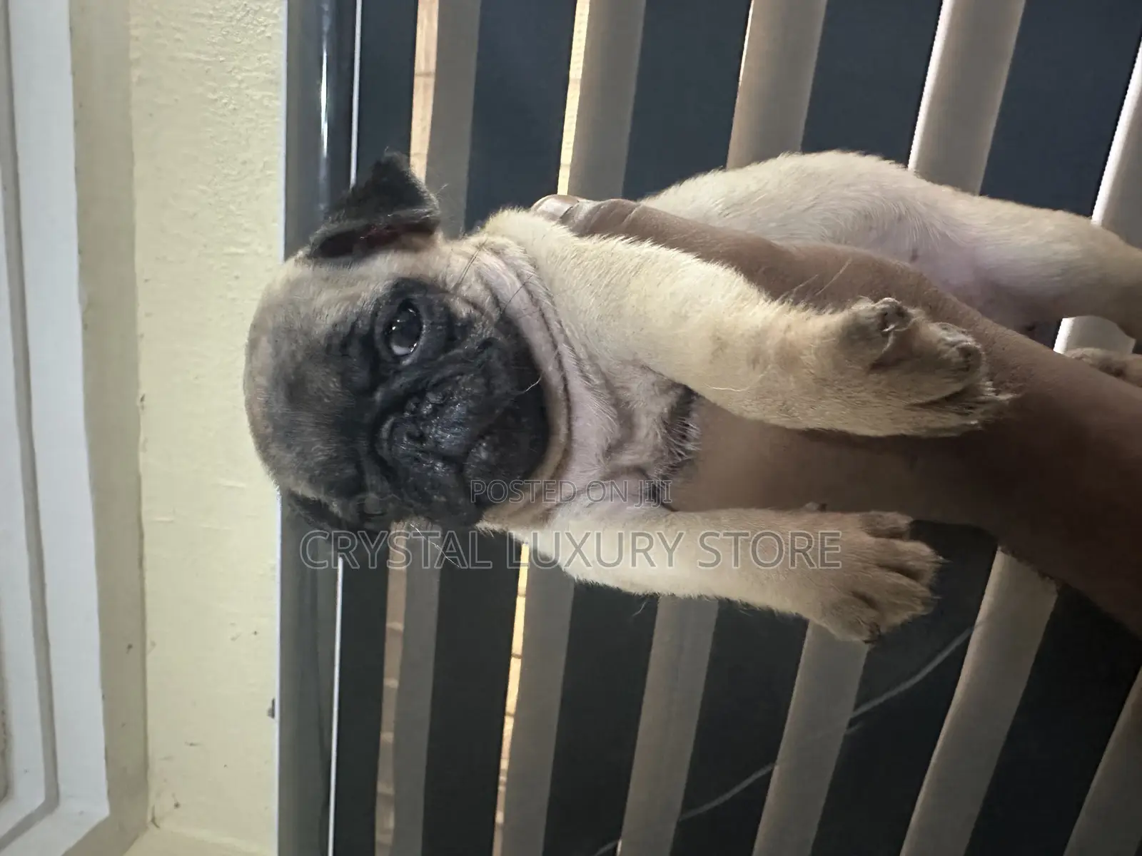 1-3 months Female Purebred Pug