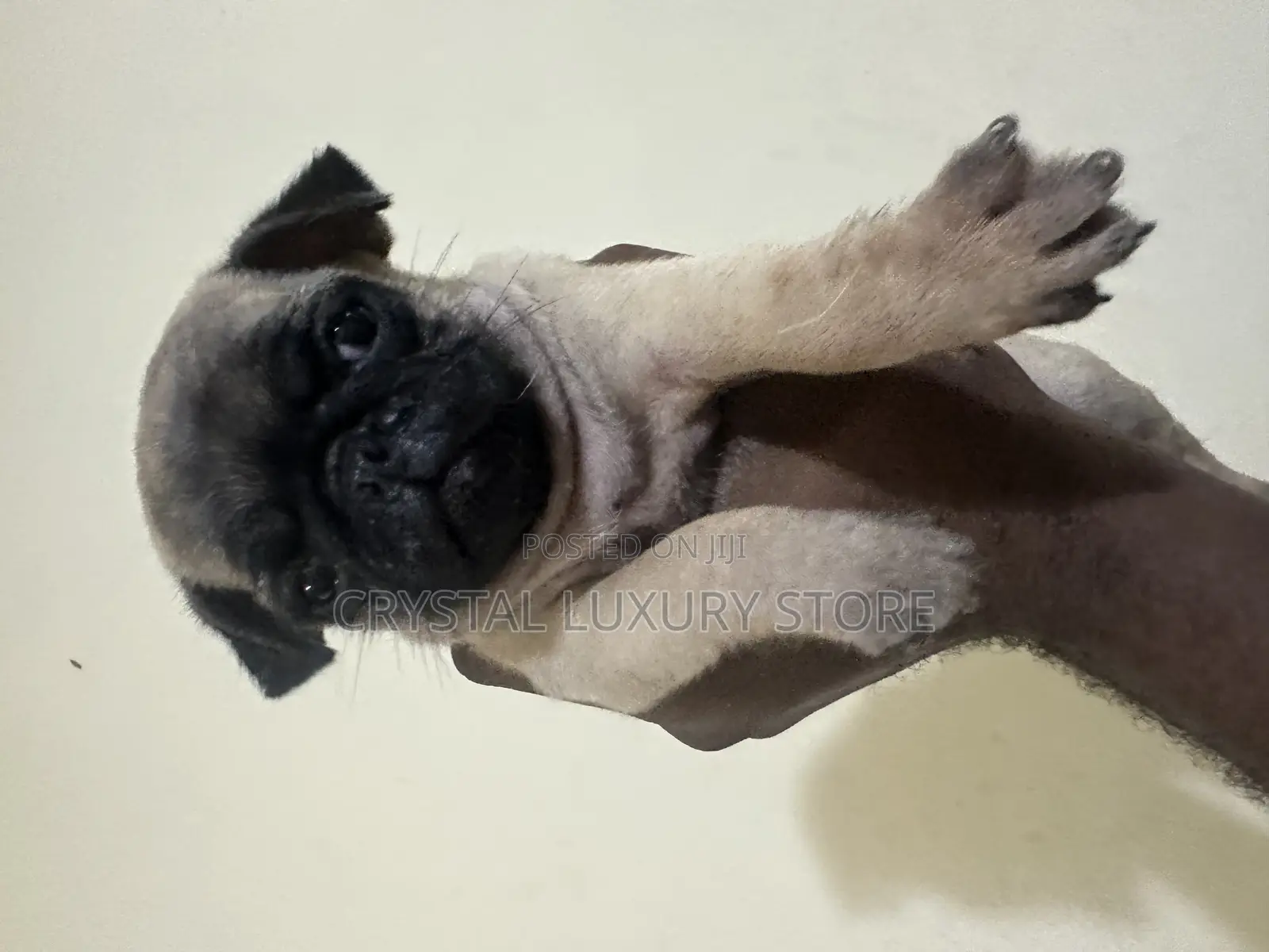 1-3 months Female Purebred Pug