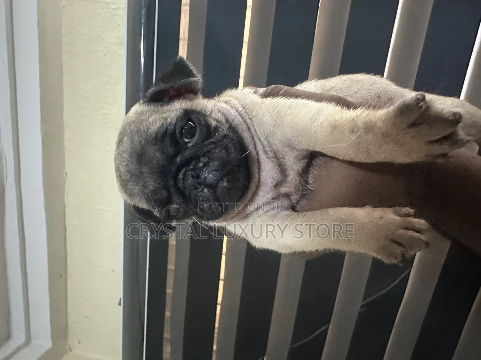 1-3 months Female Purebred Pug