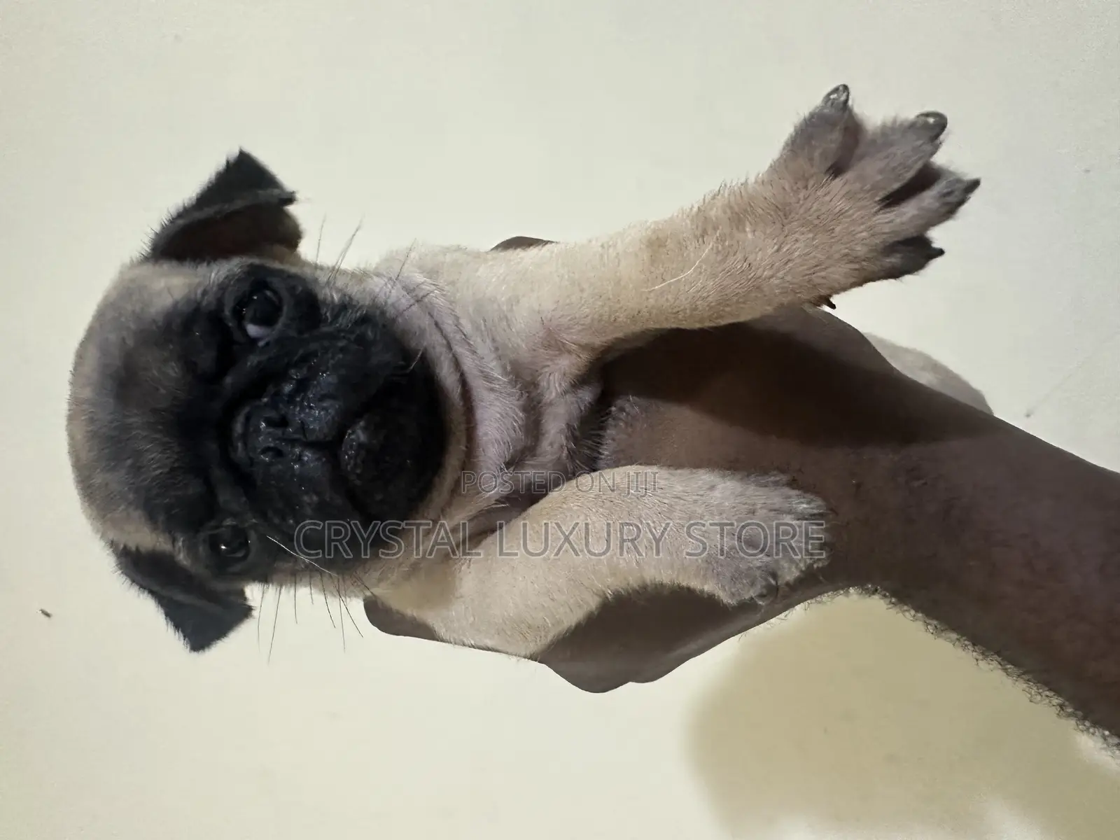 1-3 months Female Purebred Pug