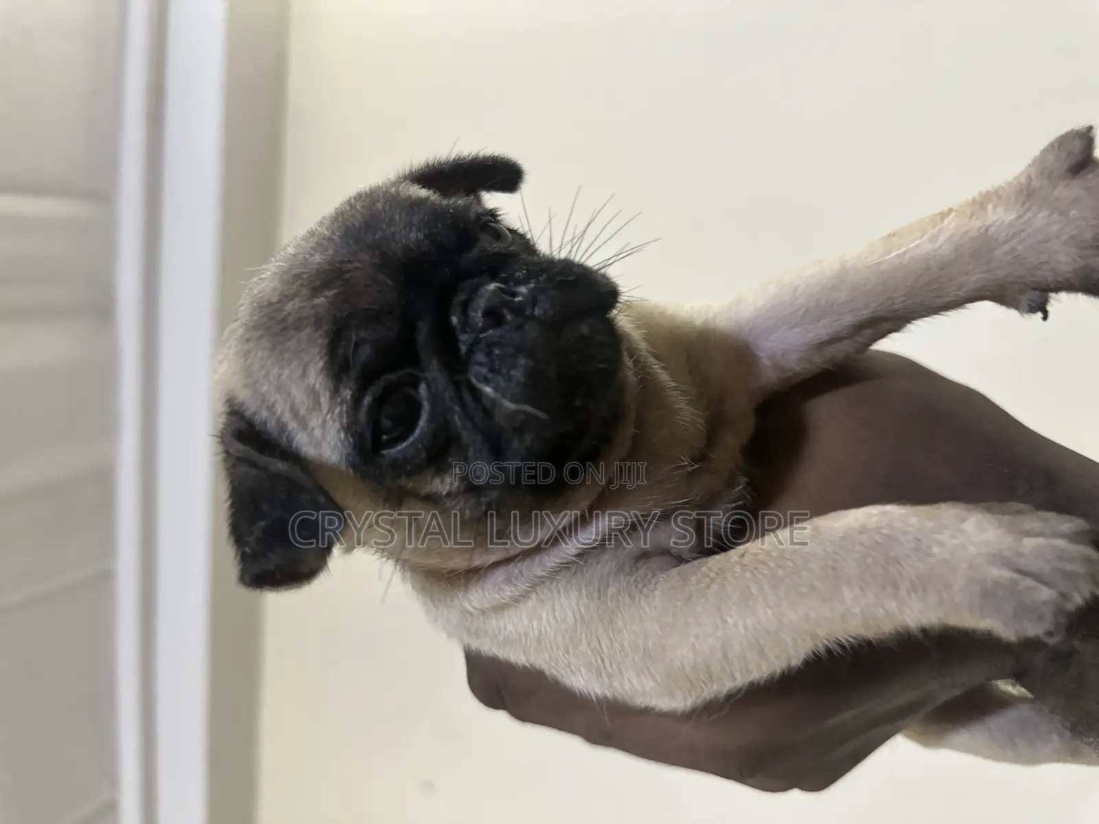 1-3 months Male Purebred Pug