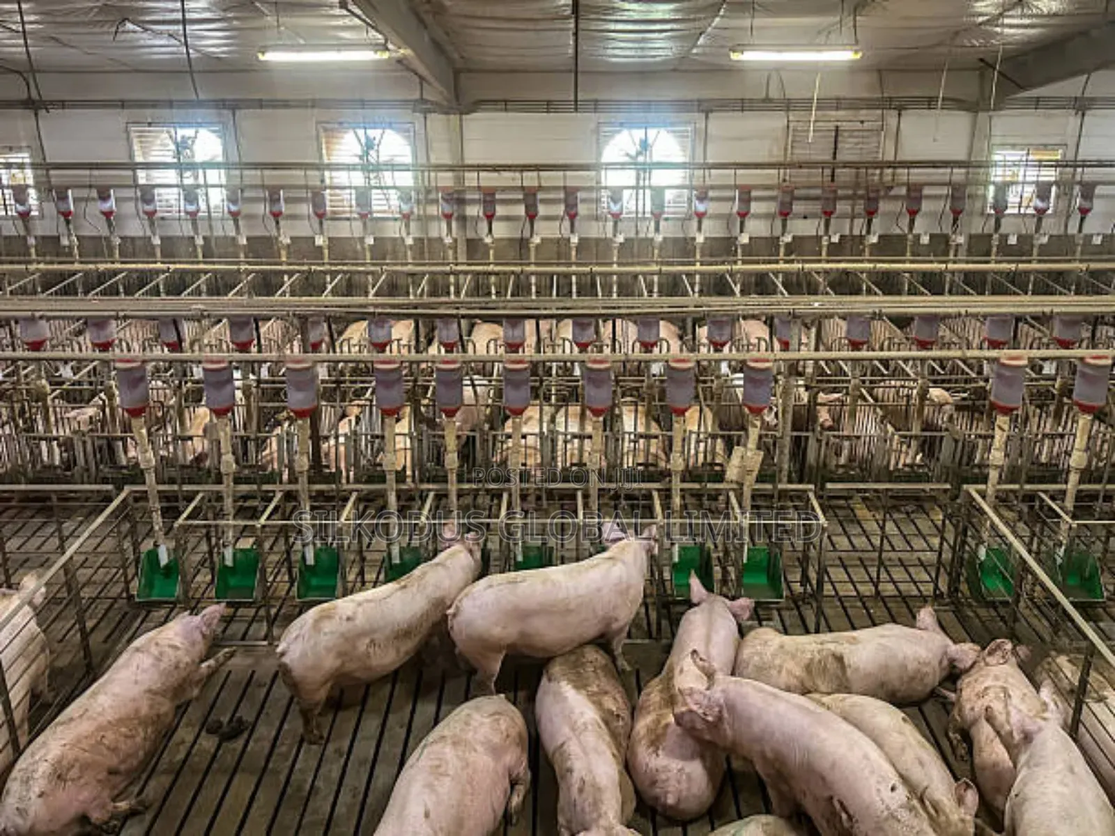 Automated Pig Farm Expert