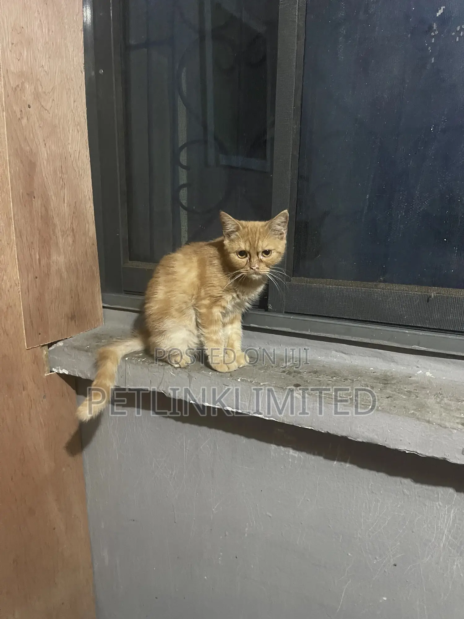 1-3 months Male Purebred British Shorthair