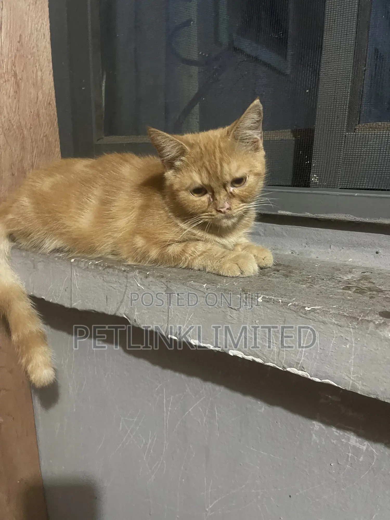 1-3 months Male Purebred British Shorthair
