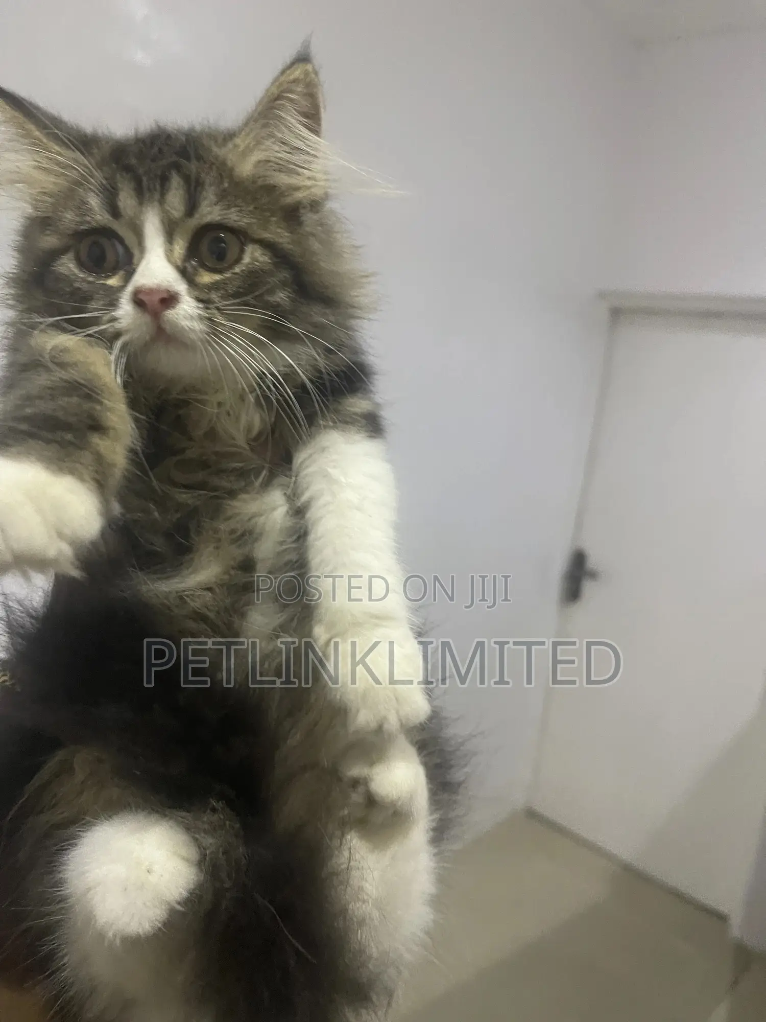 1-3 months Female Purebred Siberian