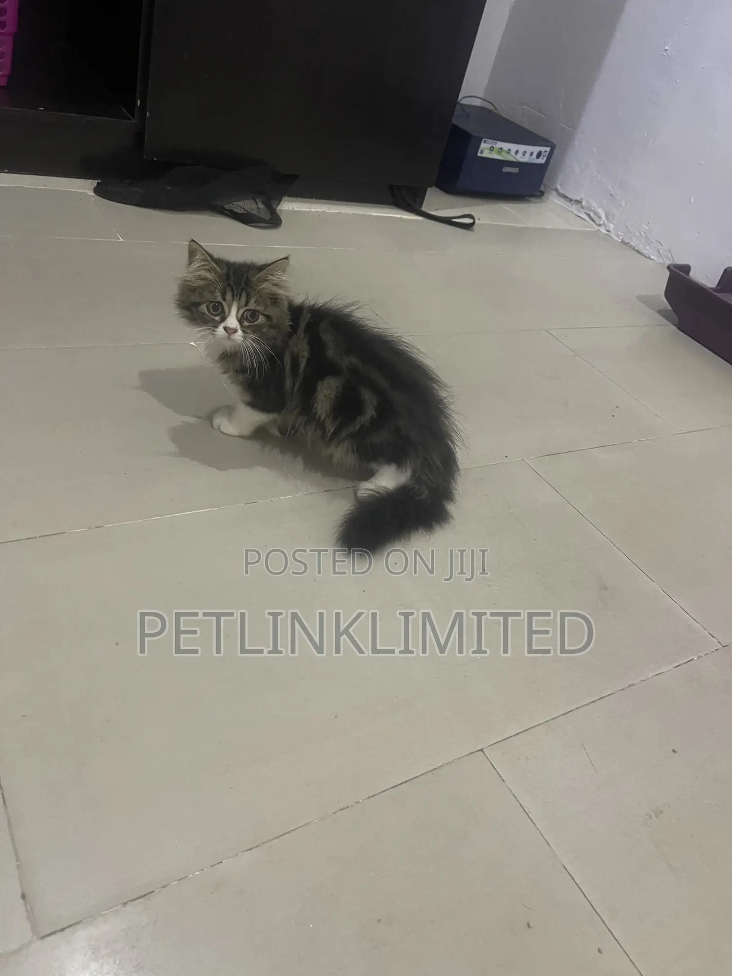 1-3 months Female Purebred Siberian