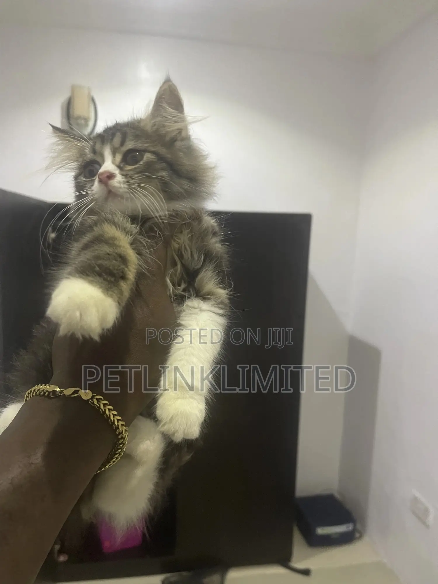 1-3 months Female Purebred Siberian