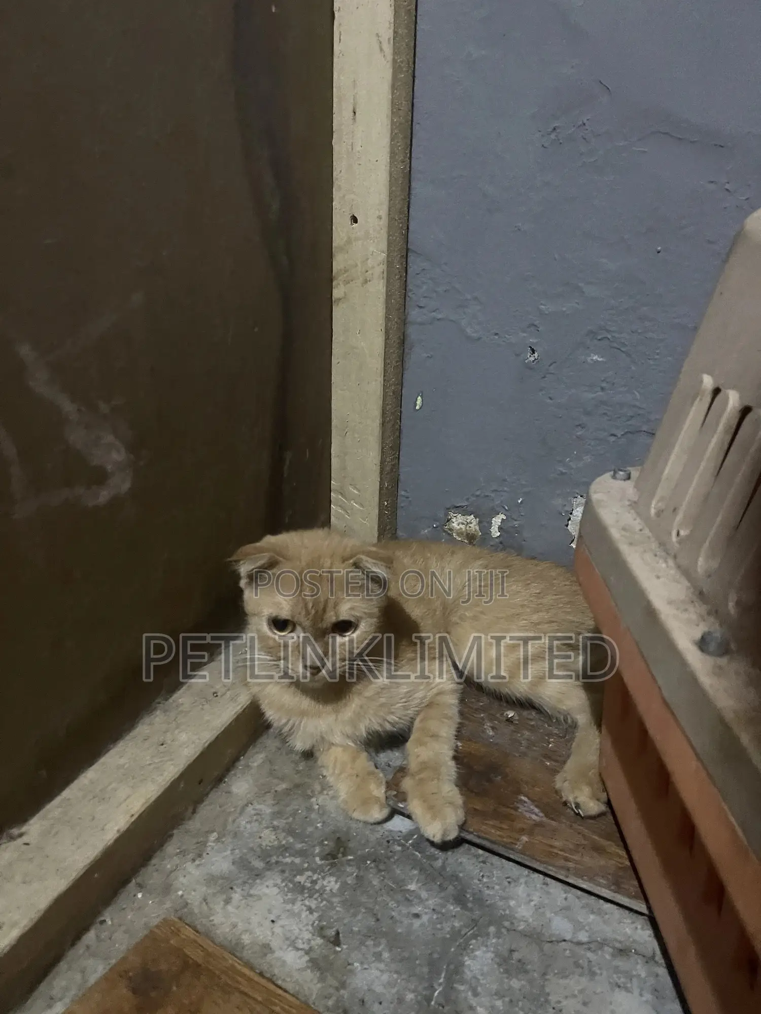 1-3 months Male Purebred Scottish Fold