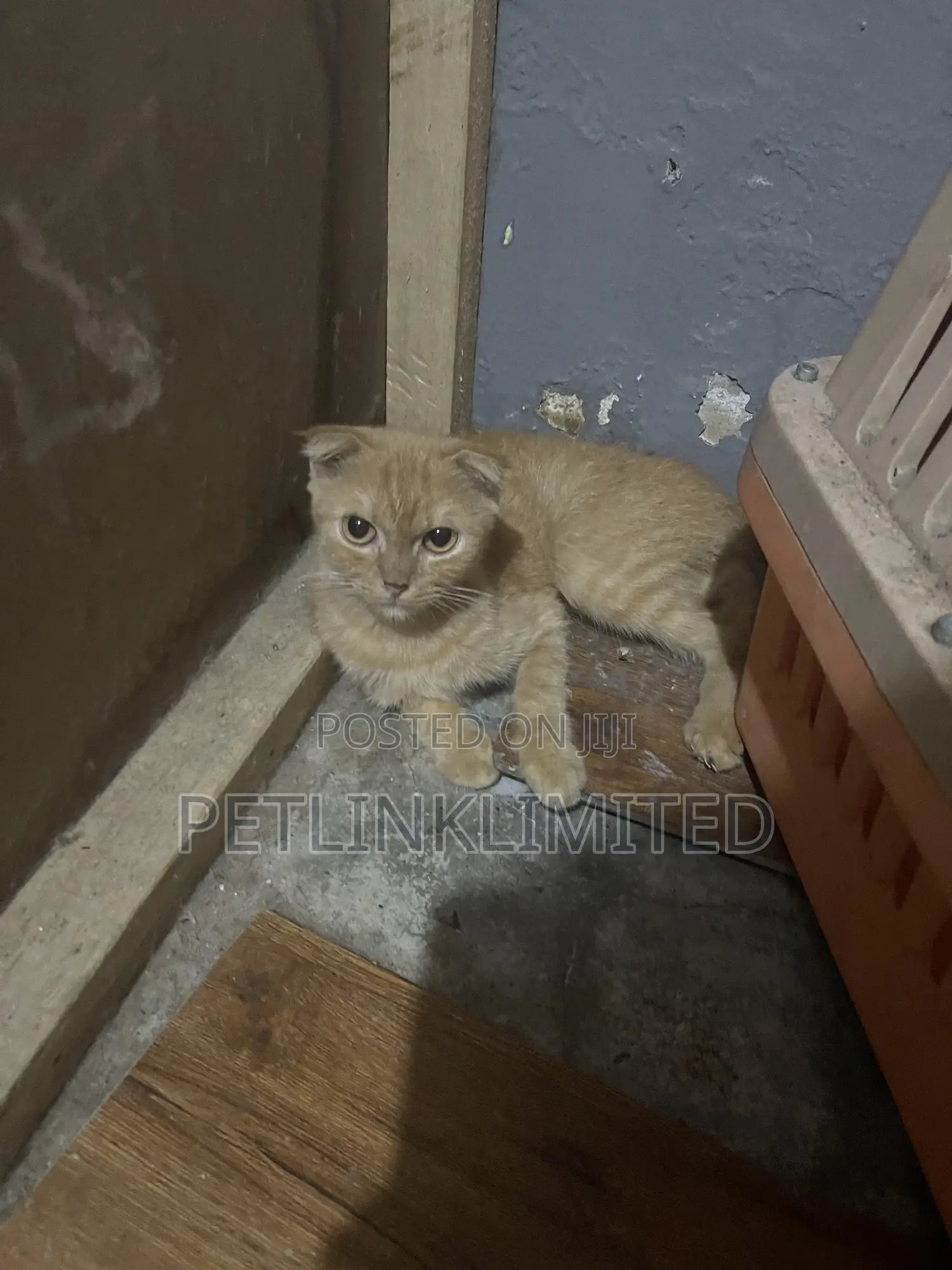 1-3 months Male Purebred Scottish Fold