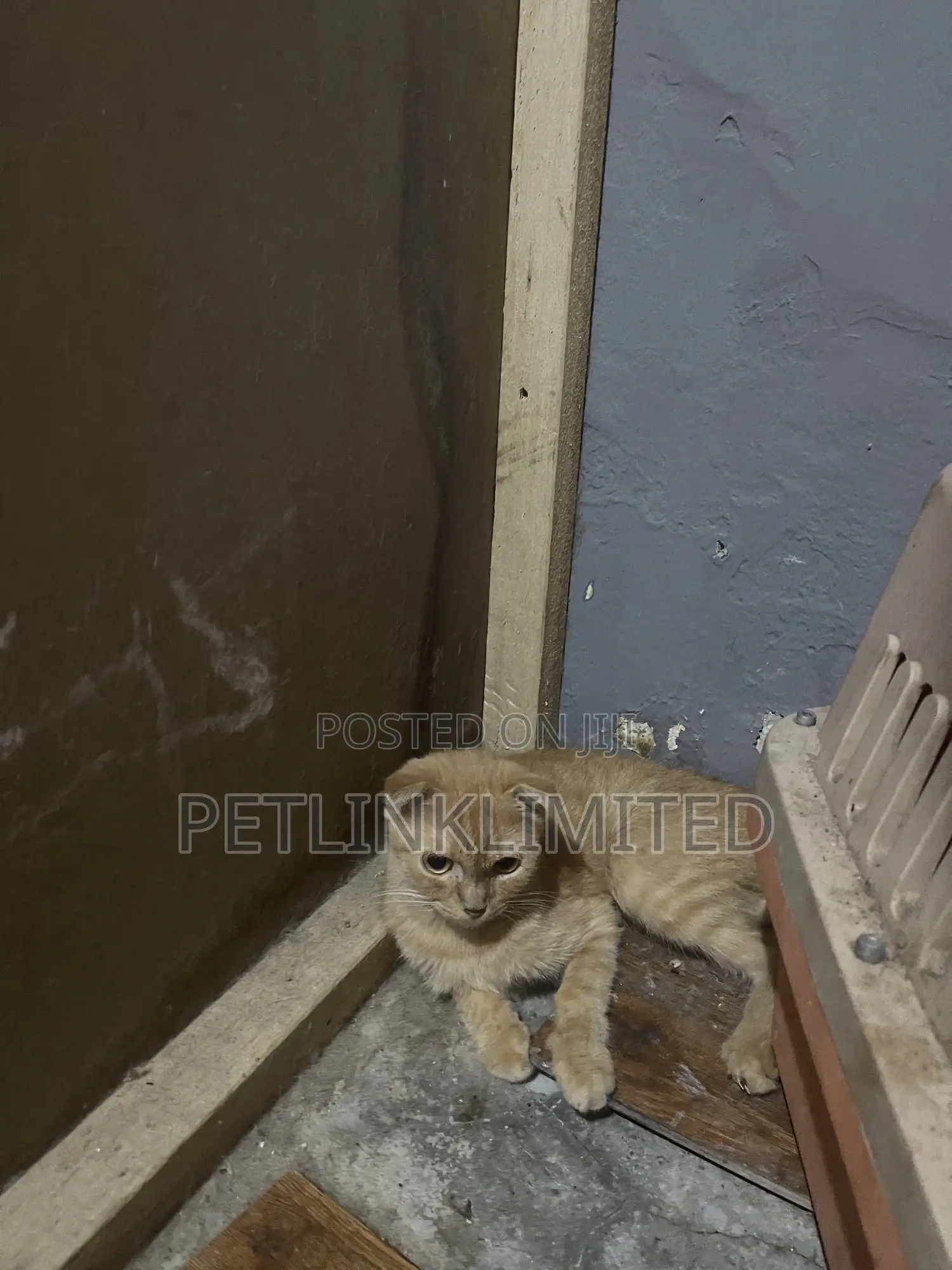 1-3 months Male Purebred Scottish Fold