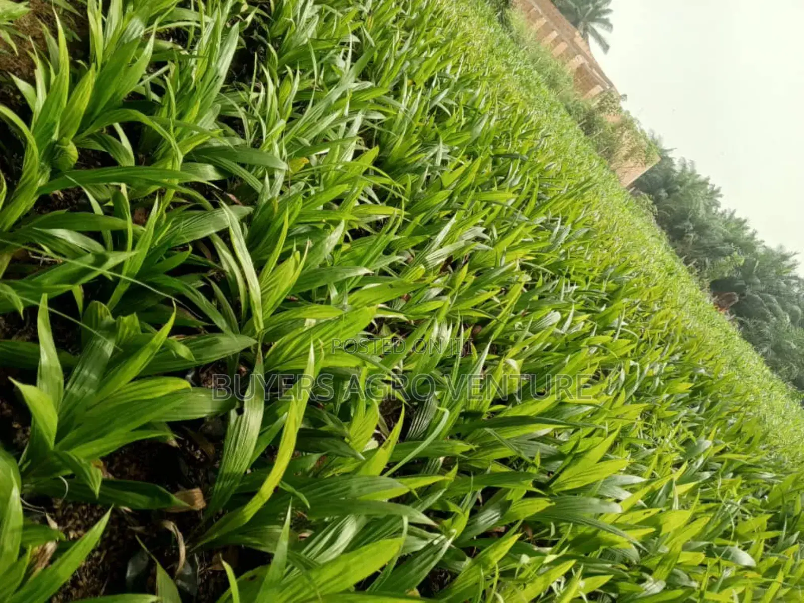 Fresh Uprooted Palm Seedlings,Plant Today, Harvest Tomorrow