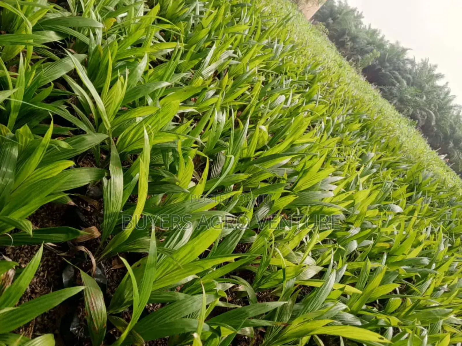 Fresh Uprooted Palm Seedlings,Plant Today, Harvest Tomorrow