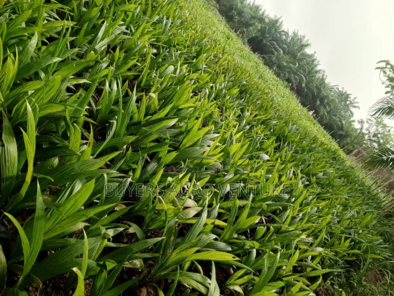 Fresh Uprooted Palm Seedlings,Plant Today, Harvest Tomorrow