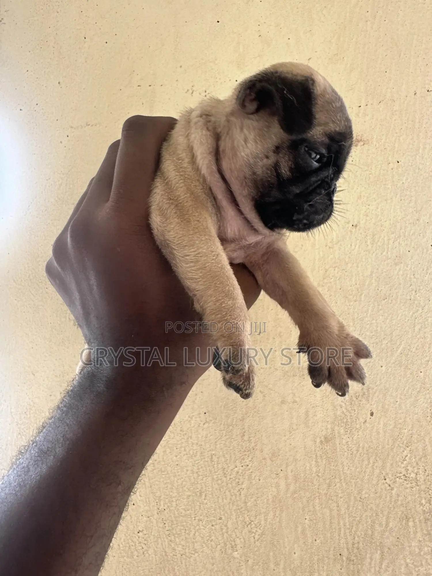 1-3 months Female Purebred Pug