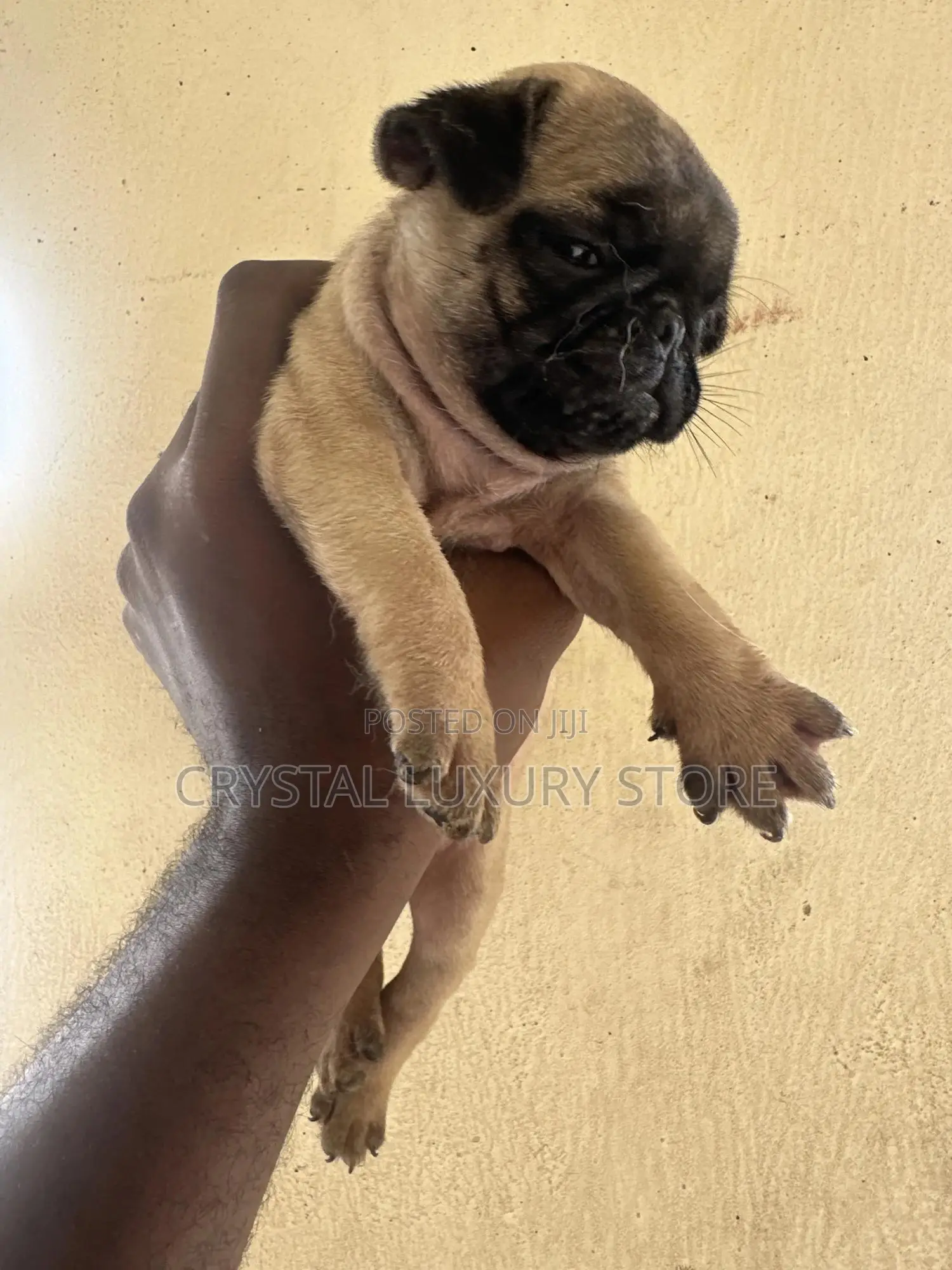 1-3 months Female Purebred Pug
