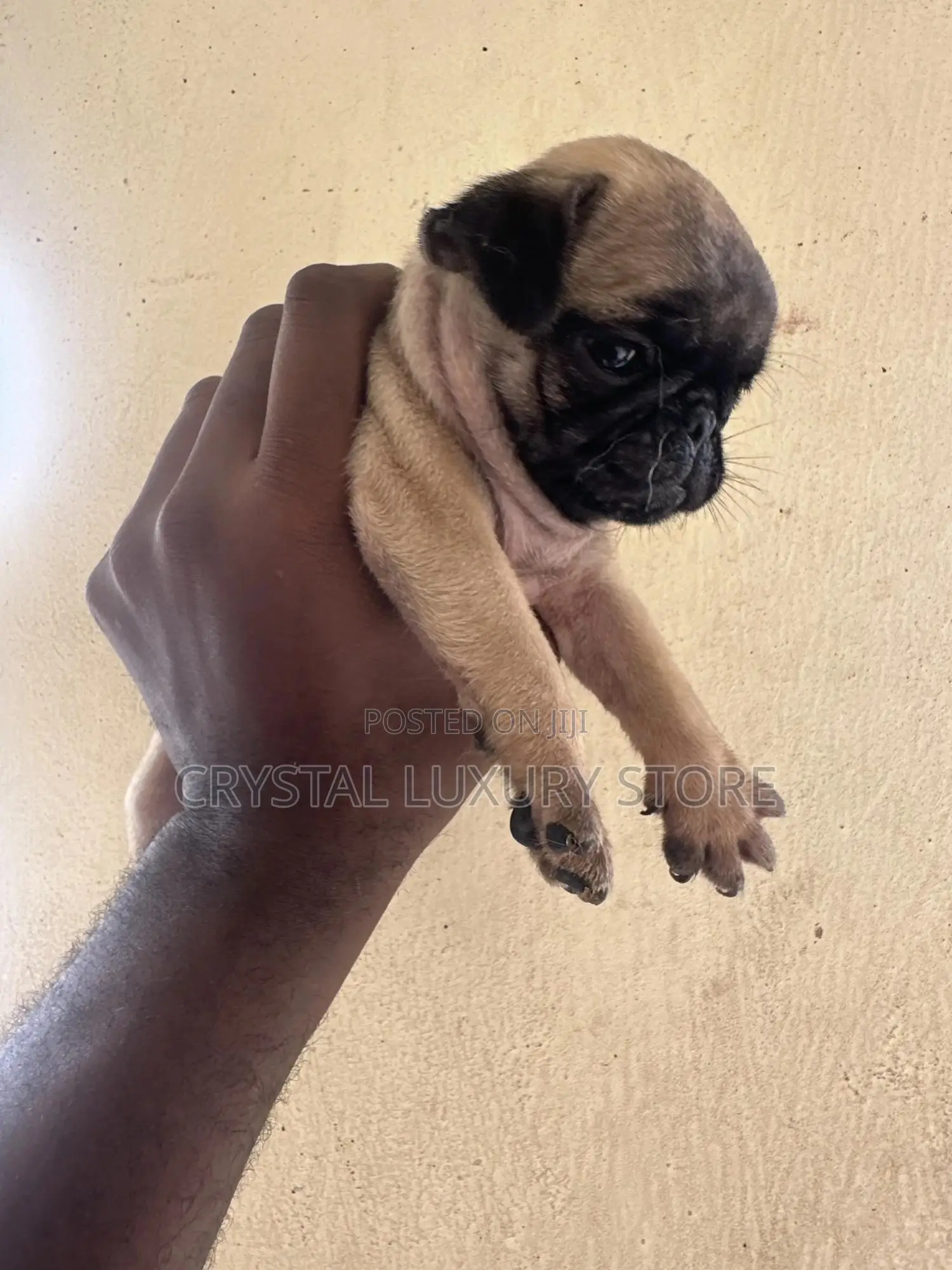 1-3 months Female Purebred Pug