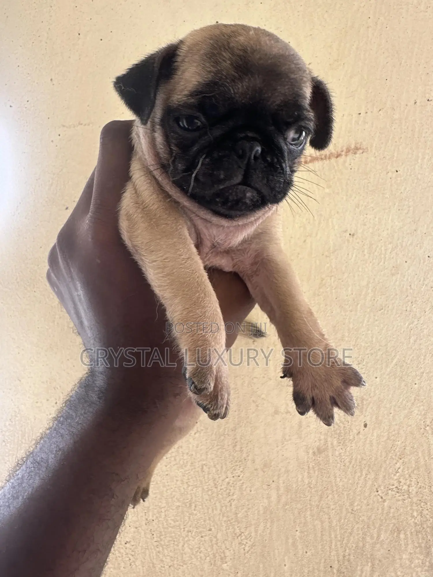 1-3 months Female Purebred Pug