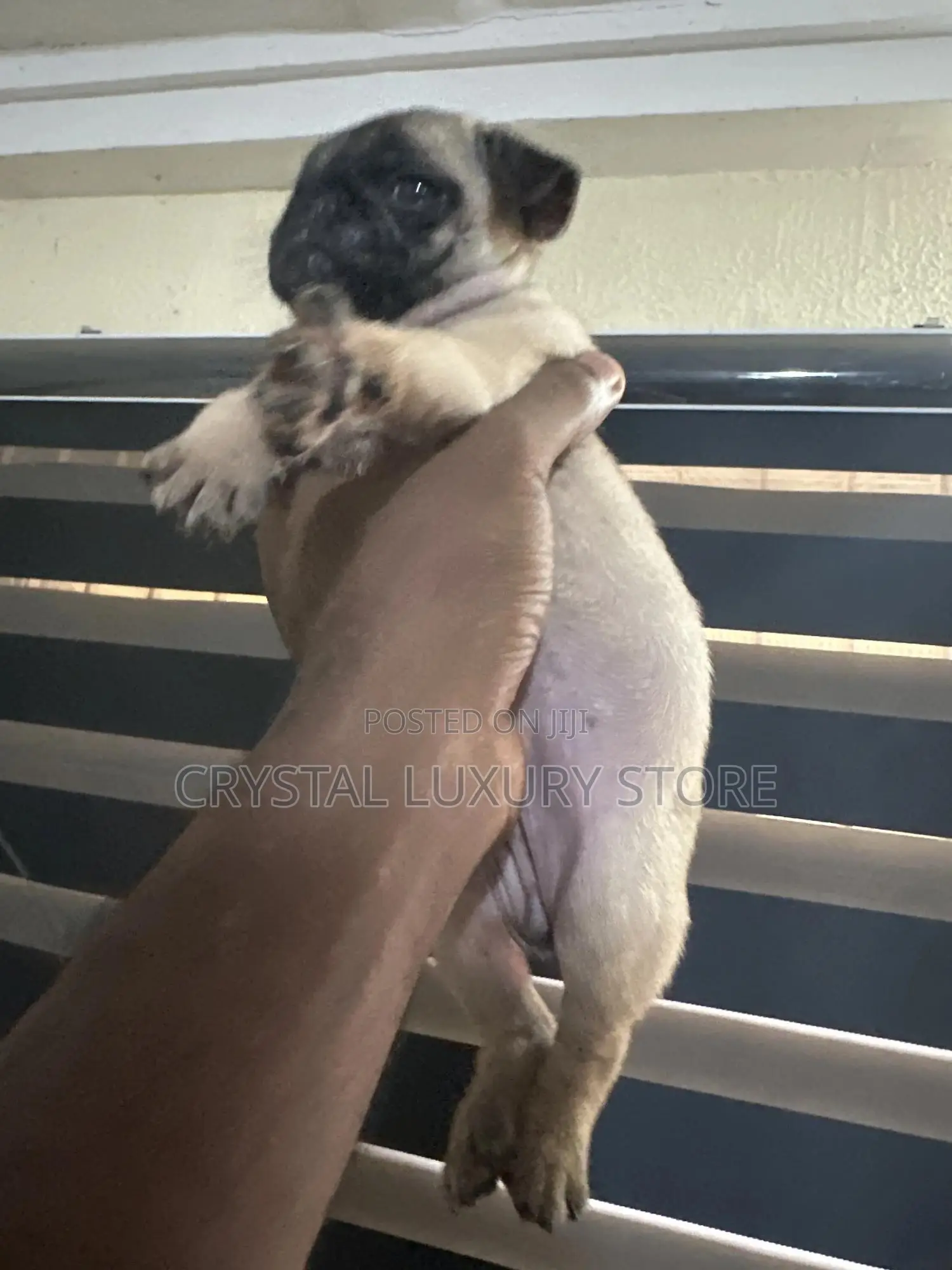 1-3 months Female Purebred Pug