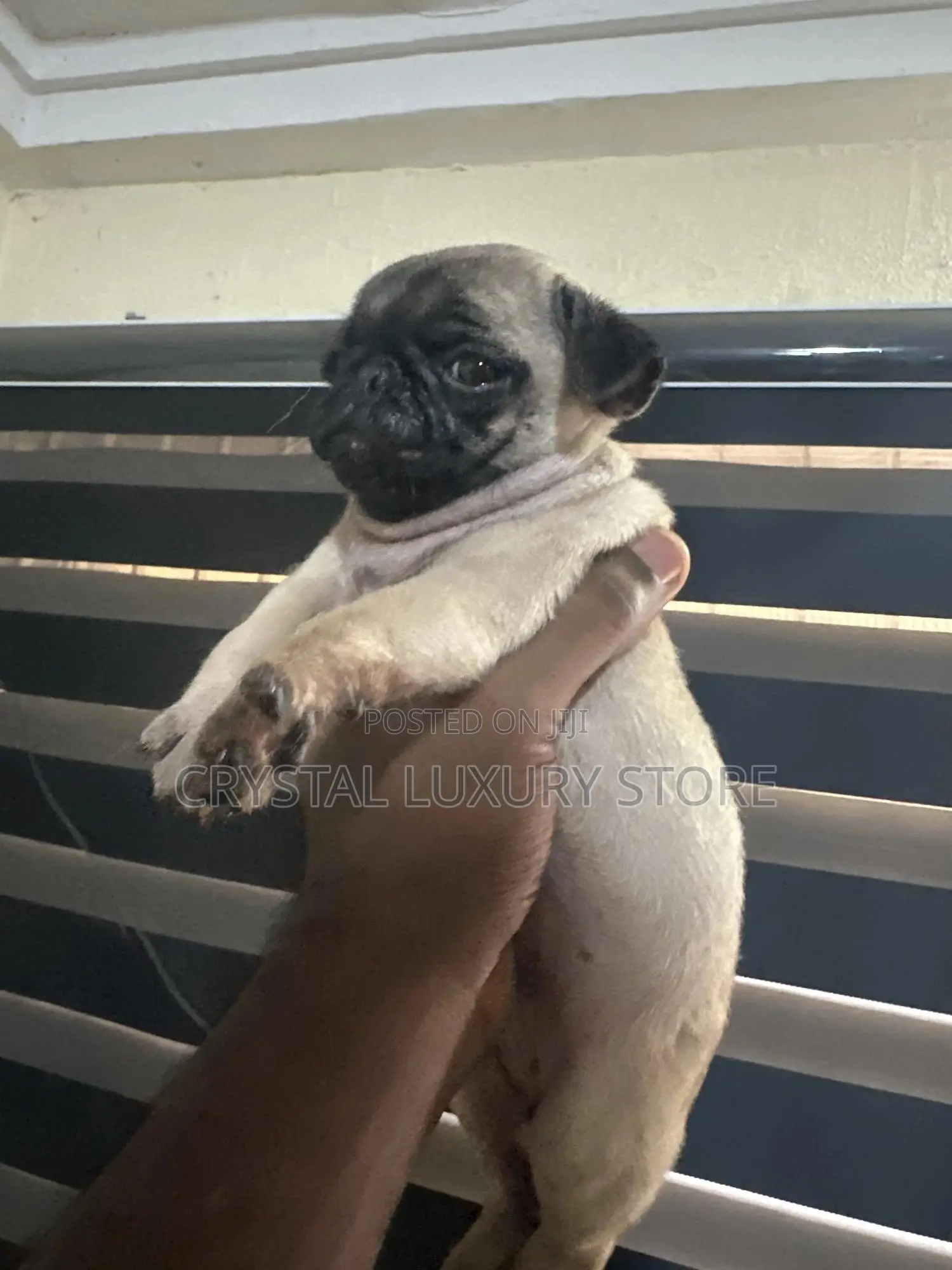 1-3 months Female Purebred Pug