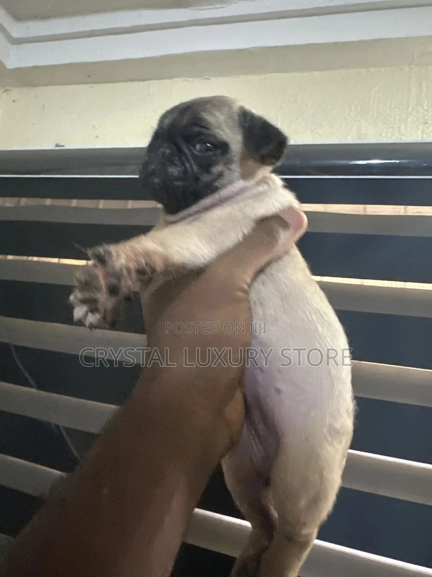 1-3 months Female Purebred Pug