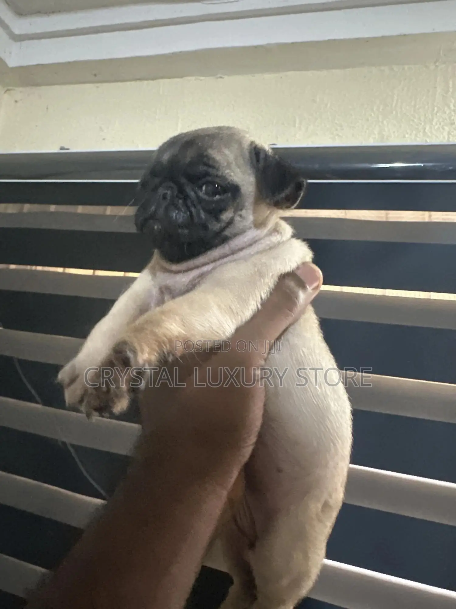 1-3 months Female Purebred Pug