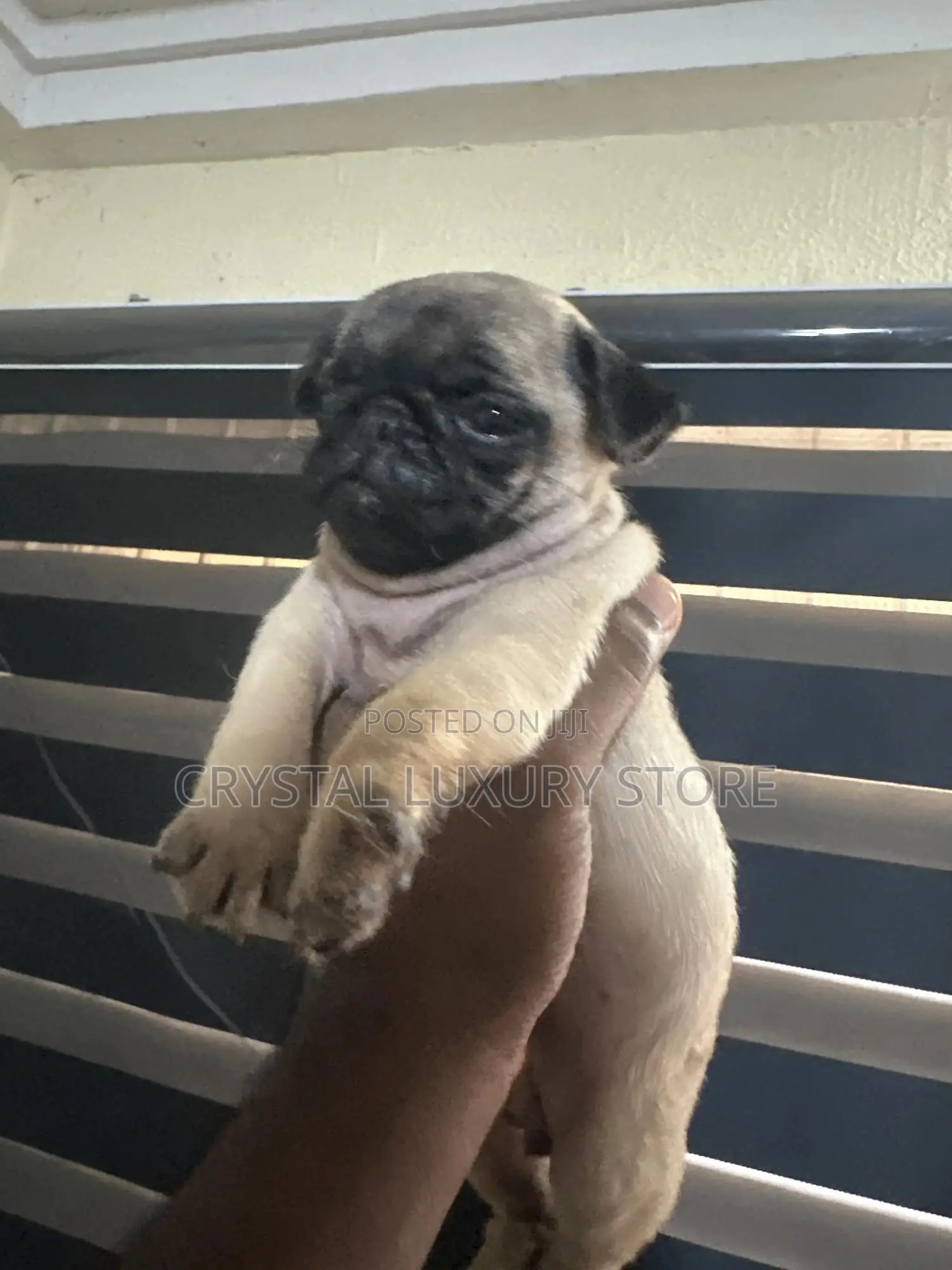 1-3 months Female Purebred Pug