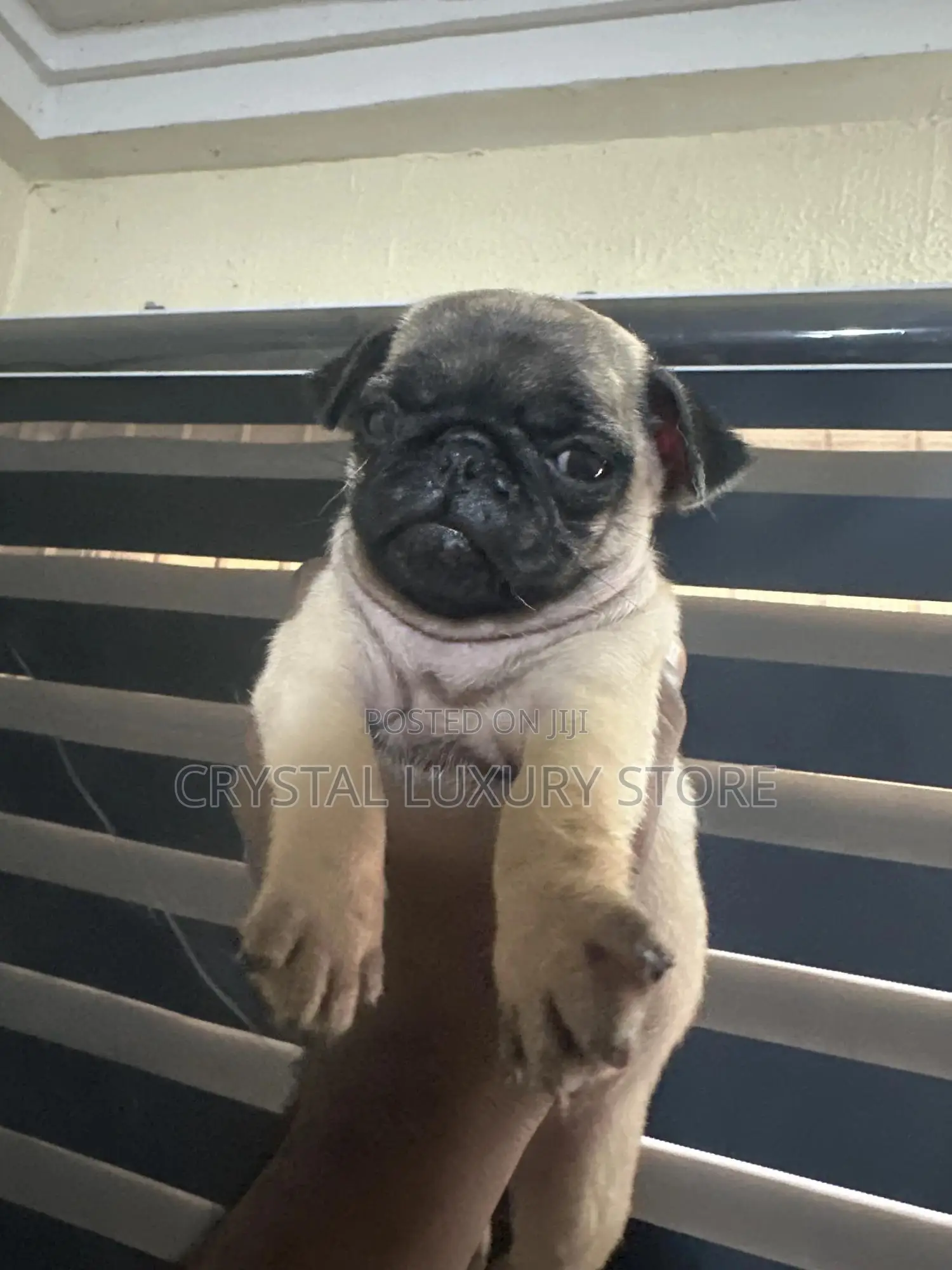 1-3 months Male Purebred Pug