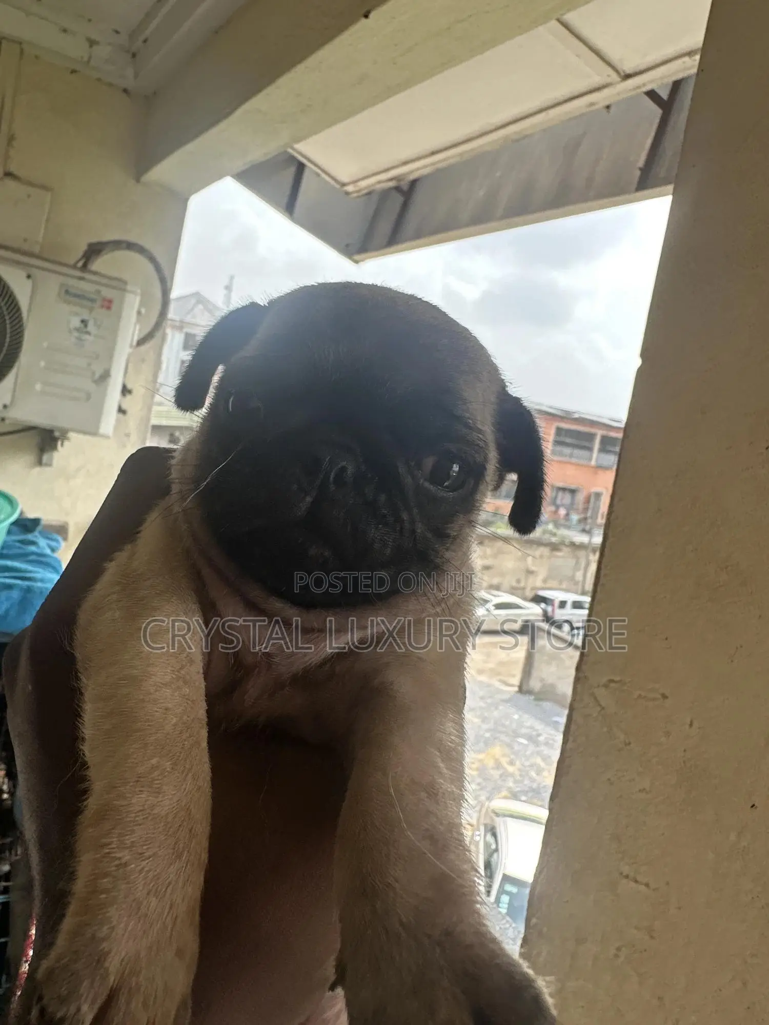 1-3 months Female Purebred Pug