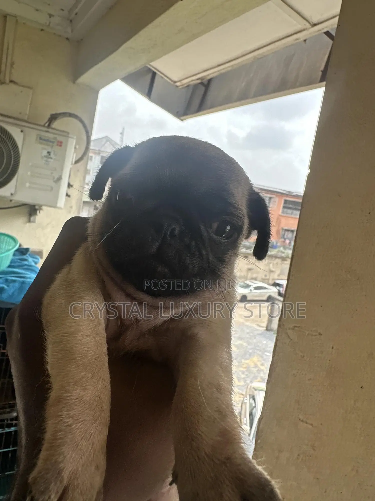 1-3 months Female Purebred Pug