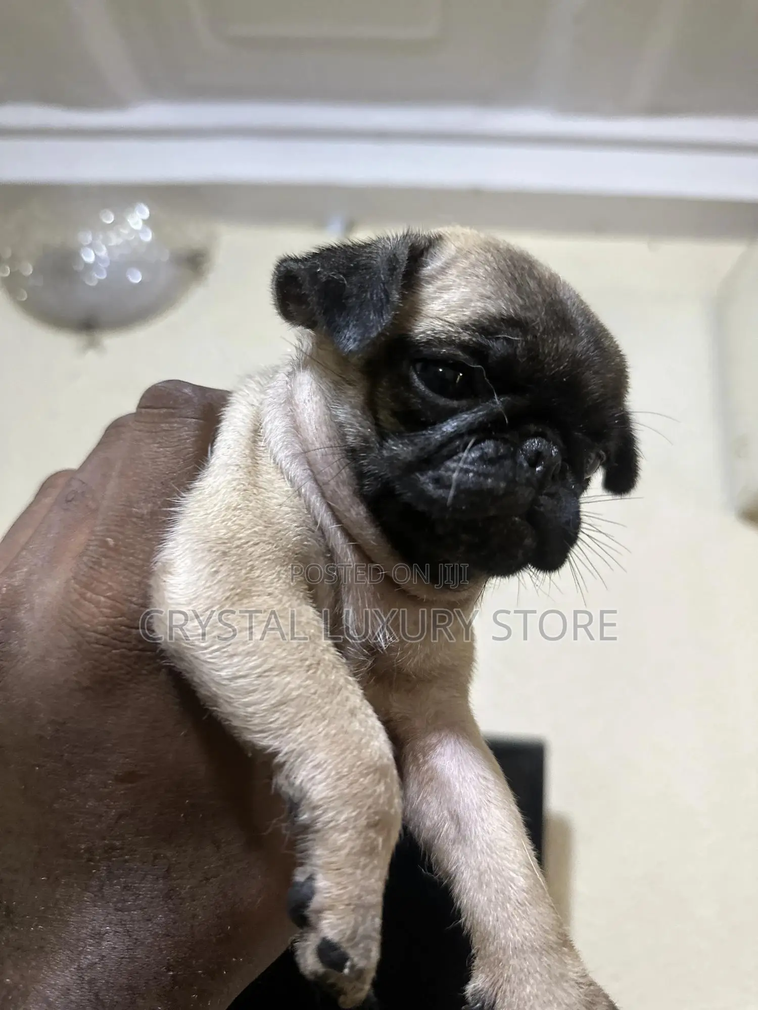 1-3 months Female Purebred Pug