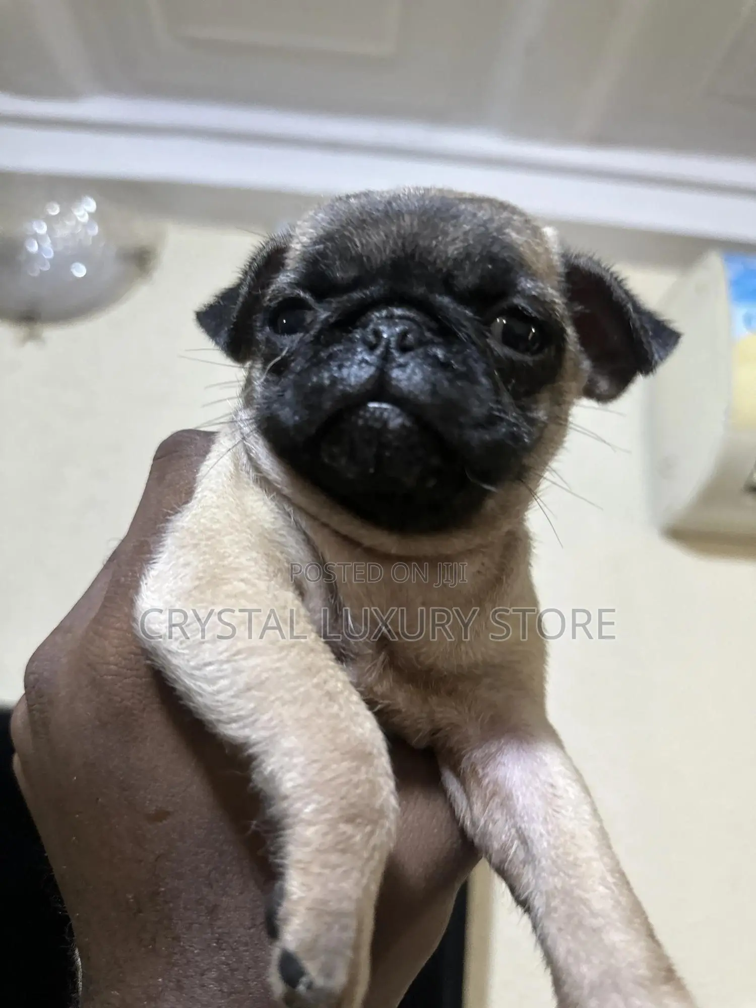 1-3 months Female Purebred Pug