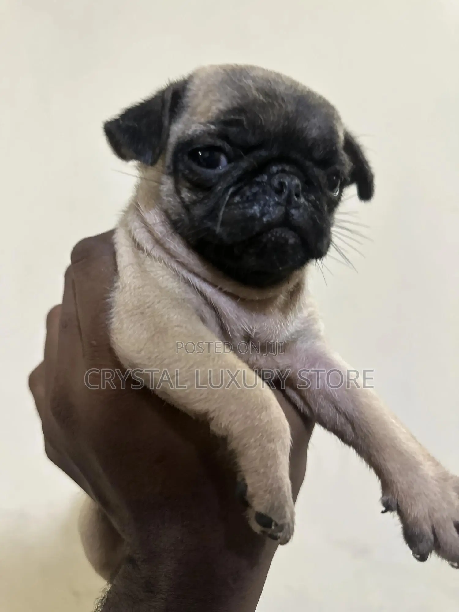 1-3 months Female Purebred Pug