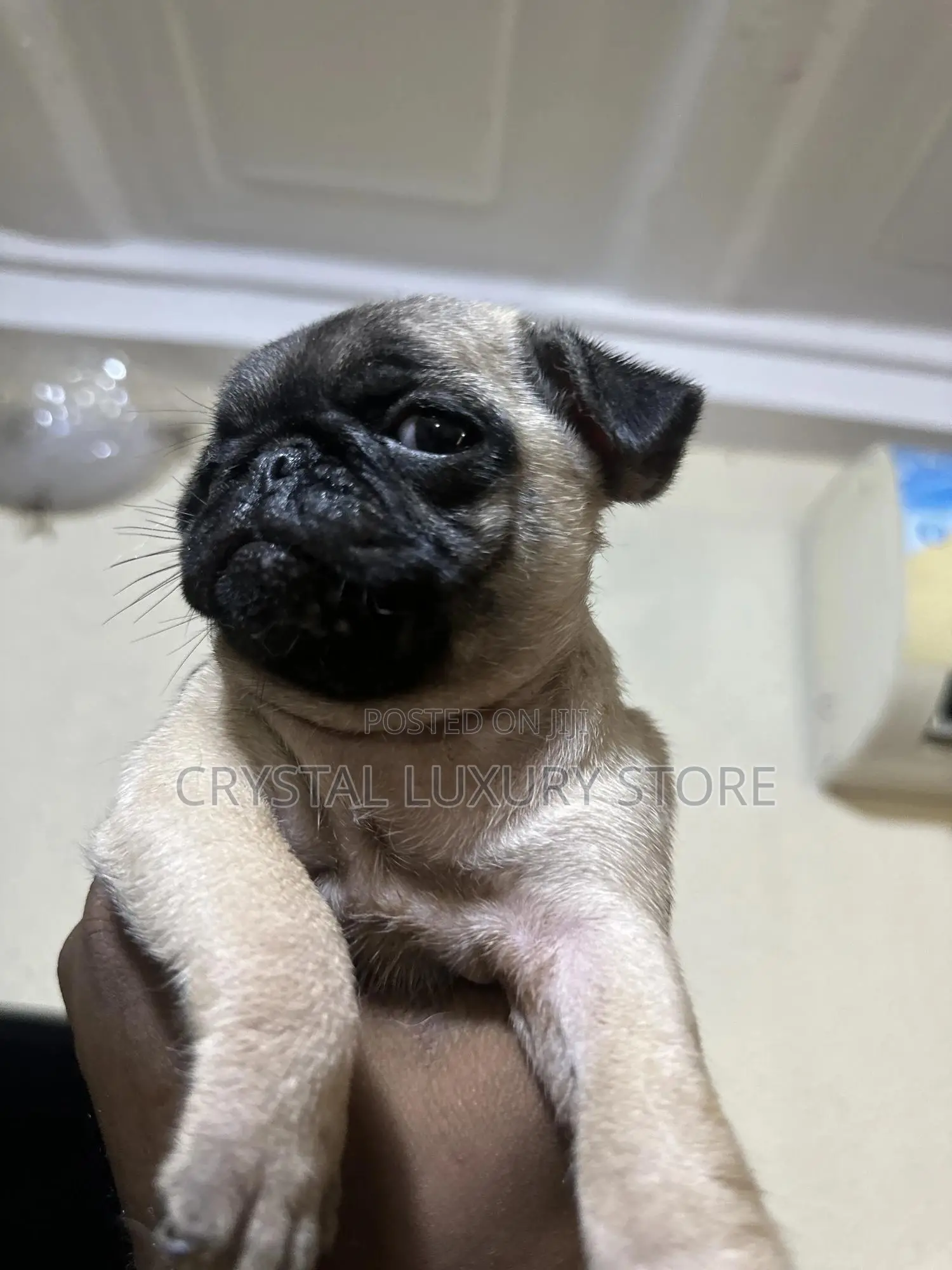 1-3 months Female Purebred Pug