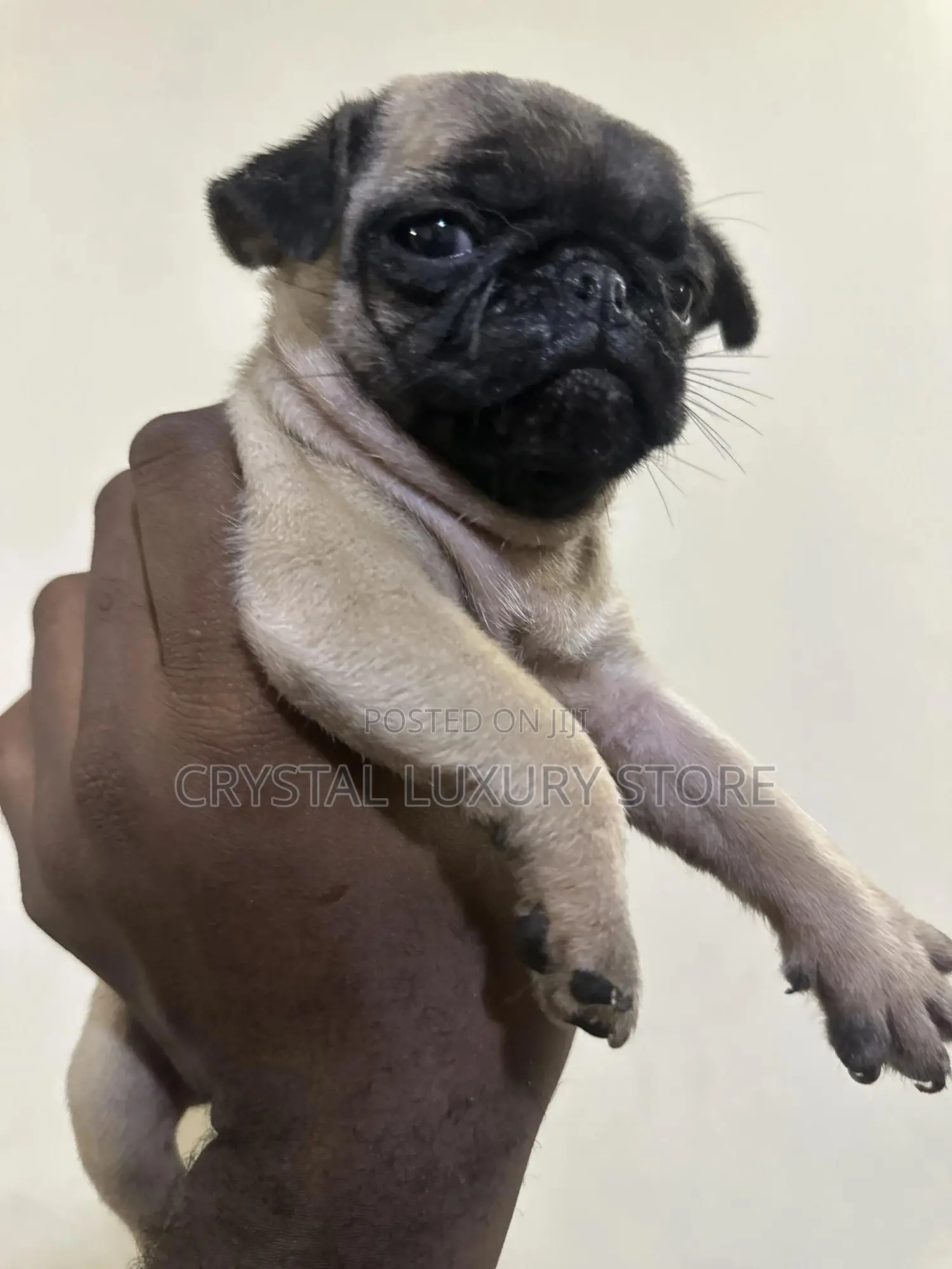 1-3 months Female Purebred Pug