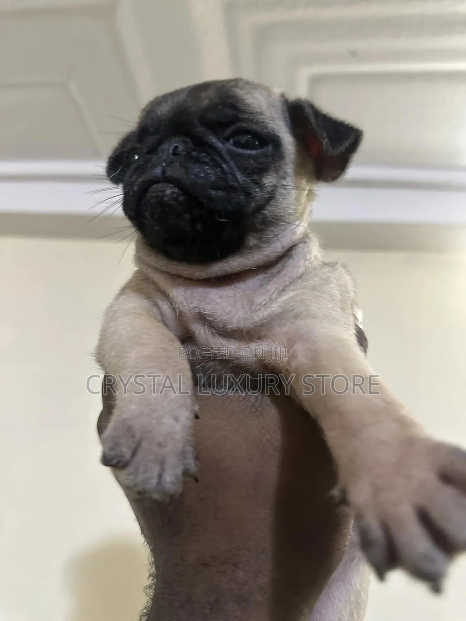1-3 months Male Purebred Pug