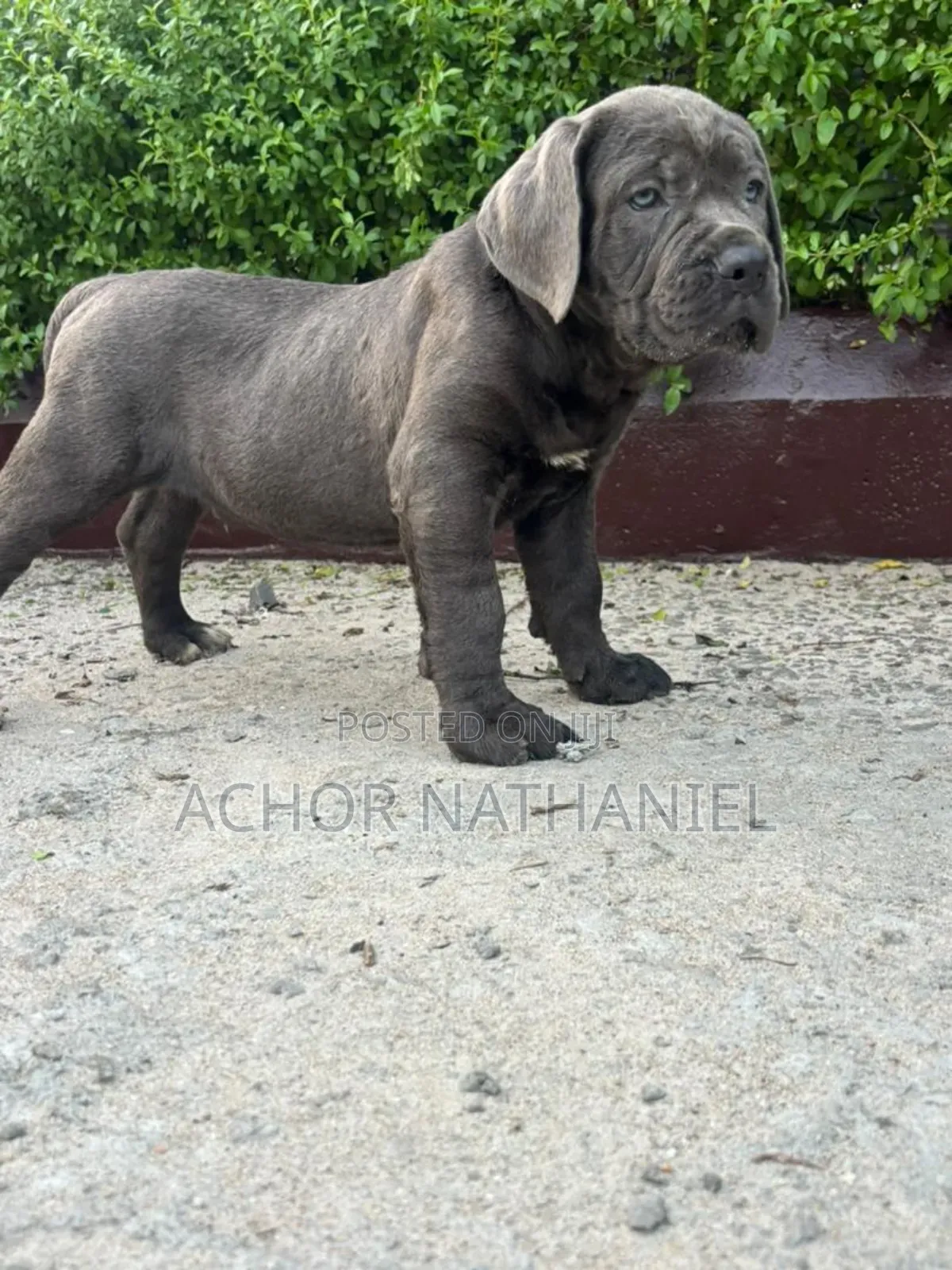 1-3 months Female Purebred Cane Corso