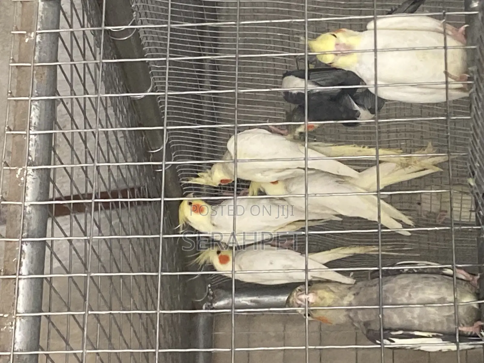 Cocktail Birds for Sale